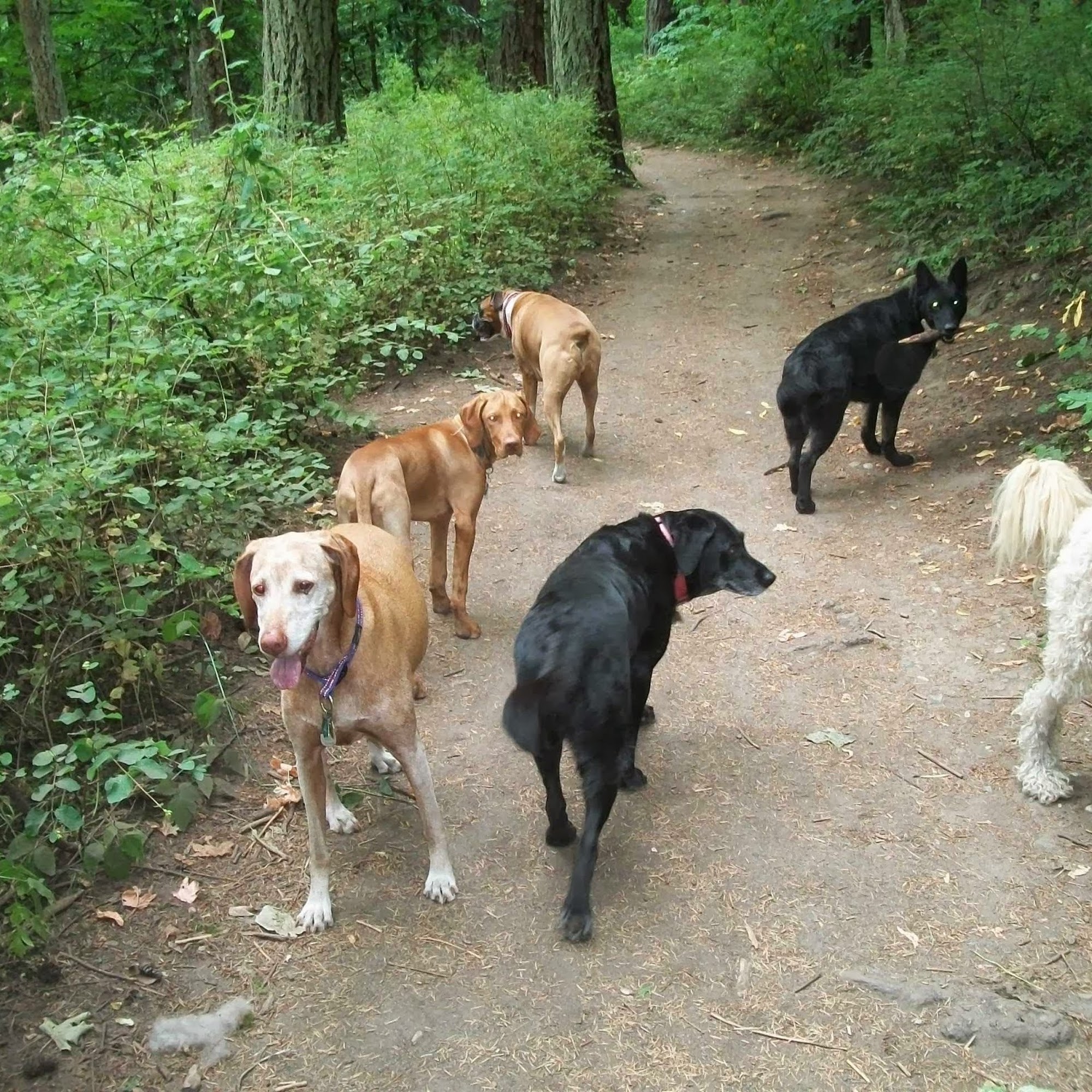 Peace of Mind Petcare Victoria