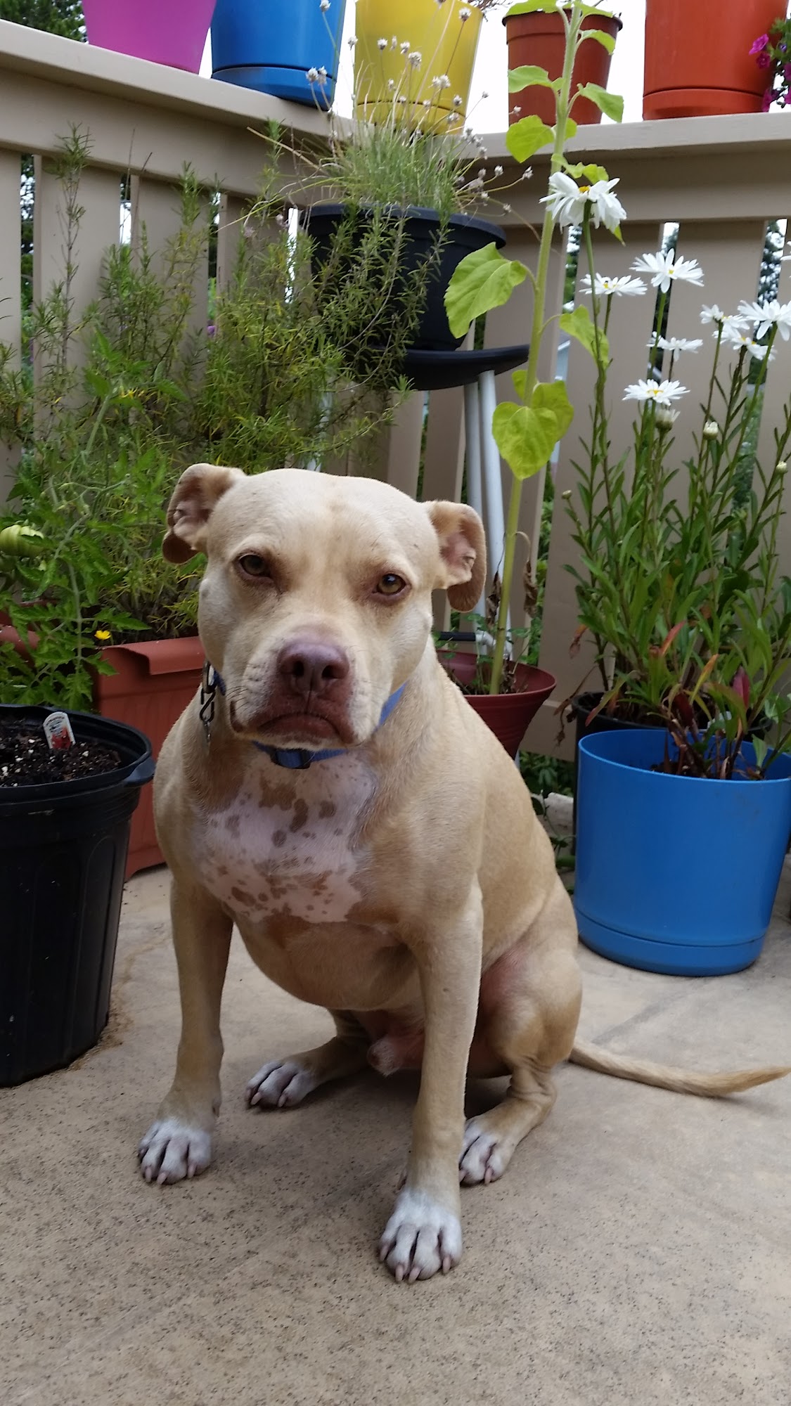 BC SPCA Victoria Victoria