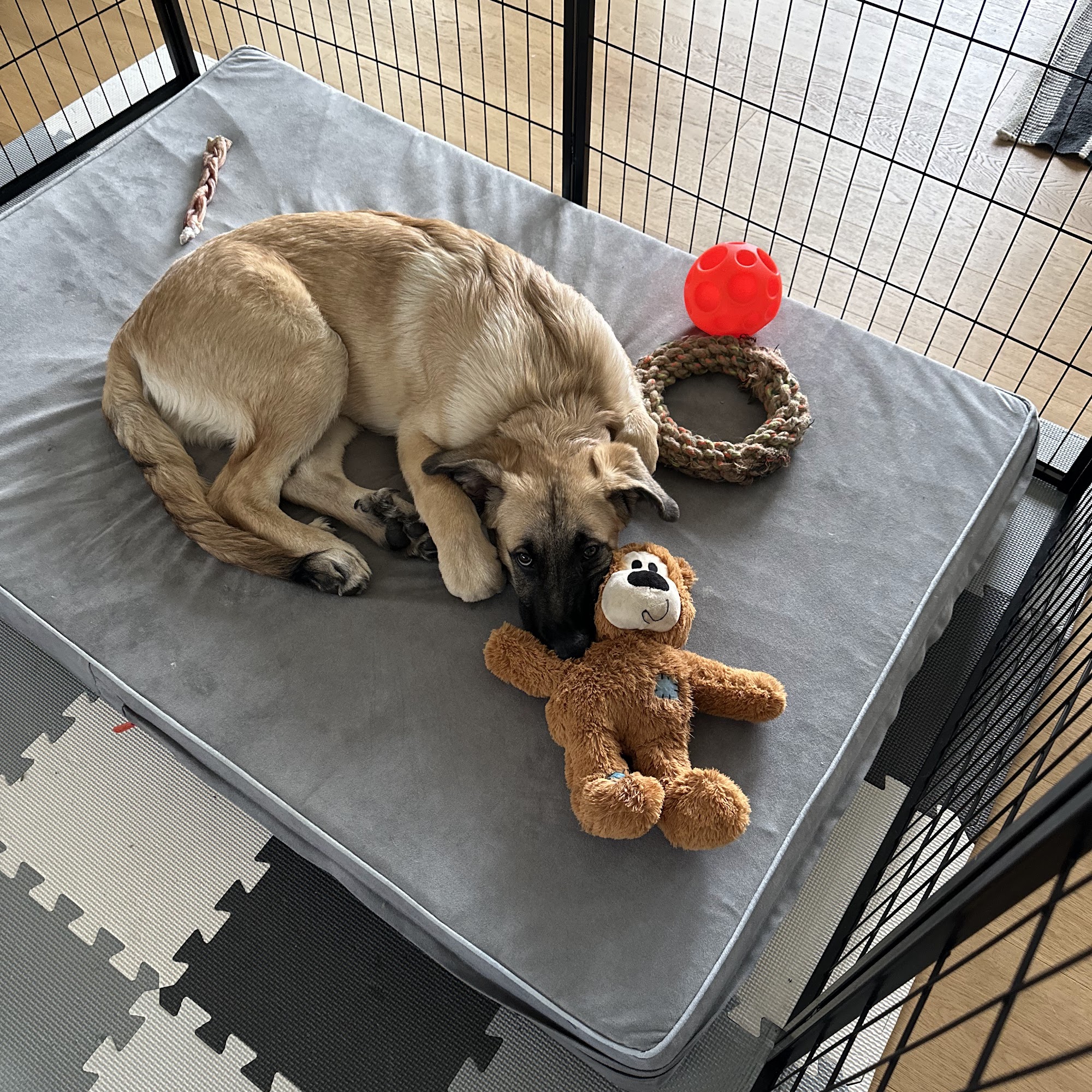 K9 Connection Pet Dog Training West Kelowna