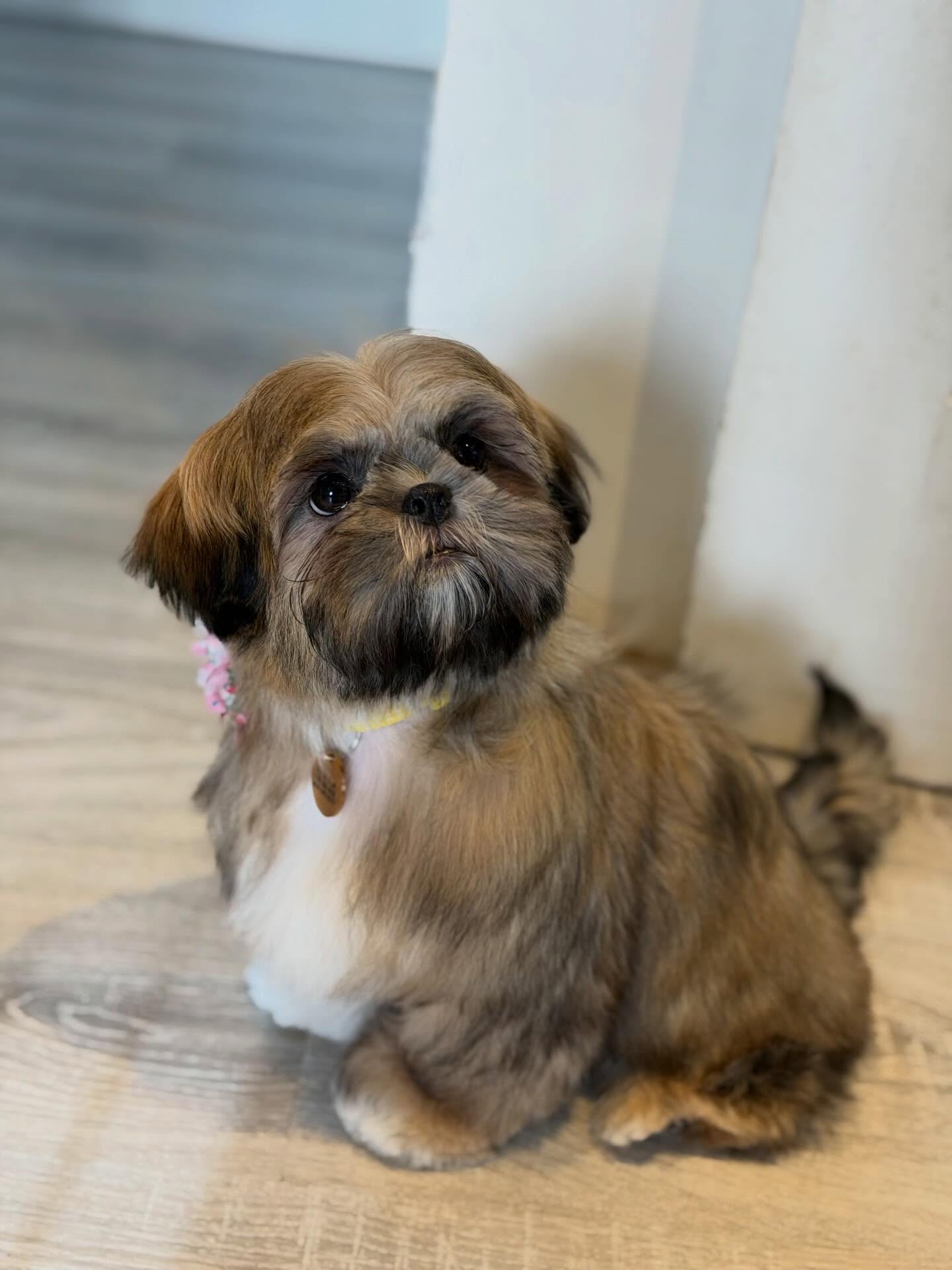 Noah's Barque Pet Care Services Ltd. West Vancouver