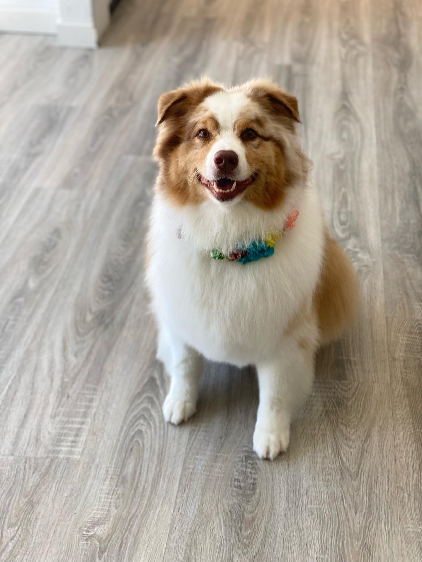 Noah's Barque Pet Care Services Ltd. West Vancouver