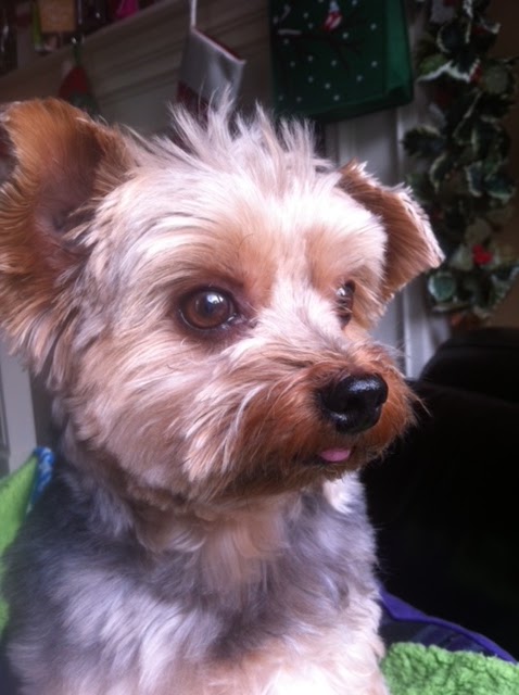 West Vancouver Veterinary Hospital West Vancouver