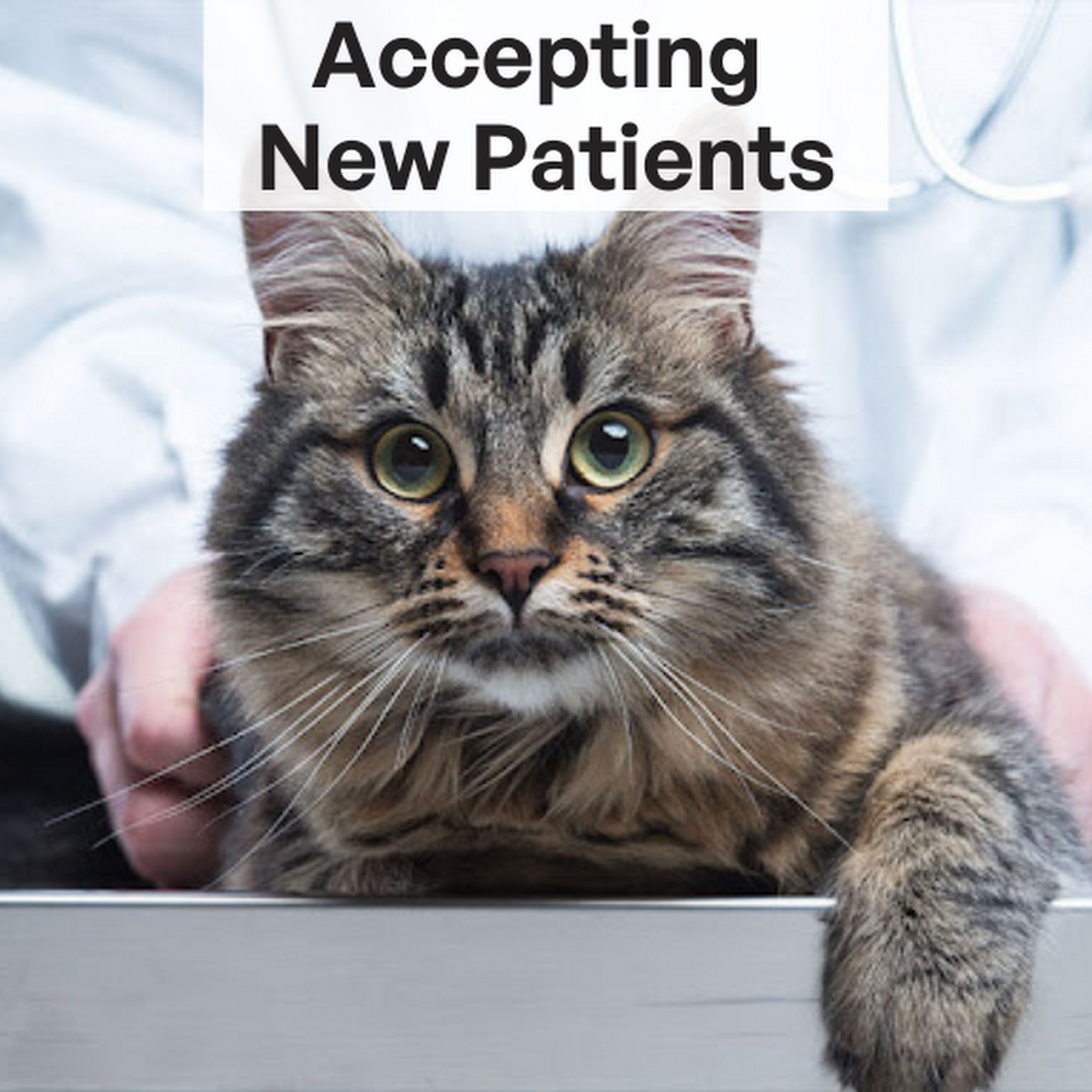 Ambleside Animal Hospital West Vancouver