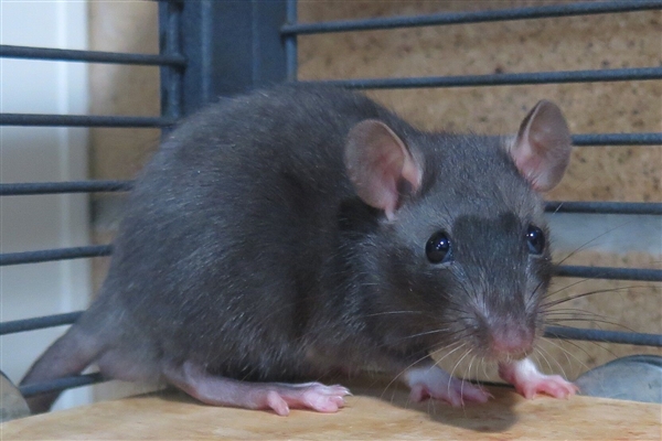 BC SPCA West Vancouver West Vancouver