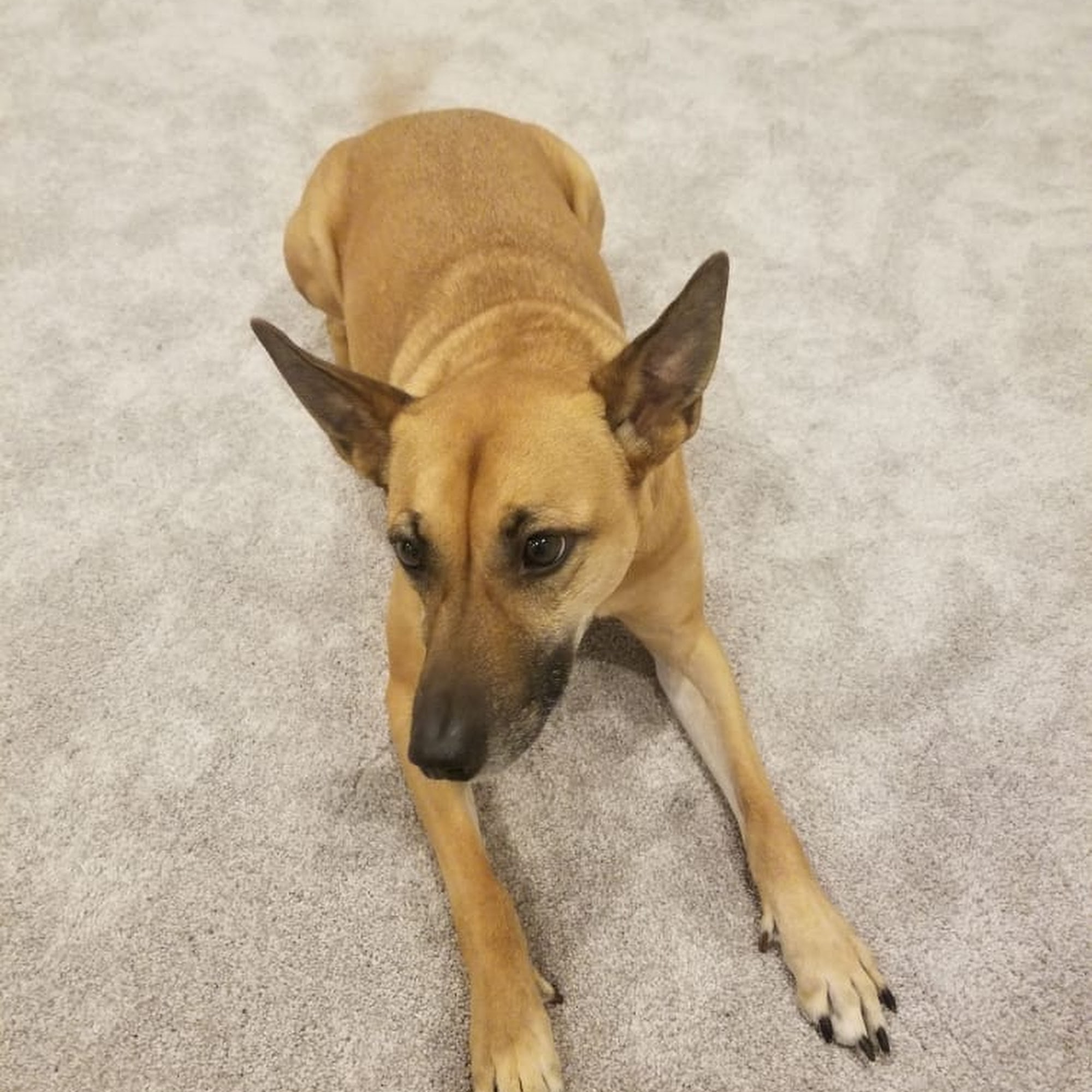 BC SPCA West Vancouver West Vancouver