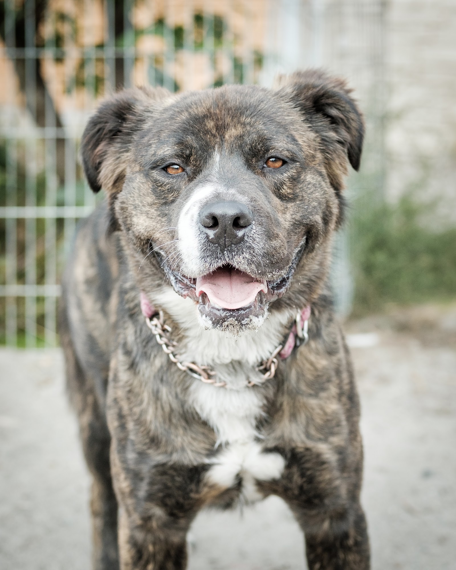 Whistler Animals Galore Society - WAG Whistler