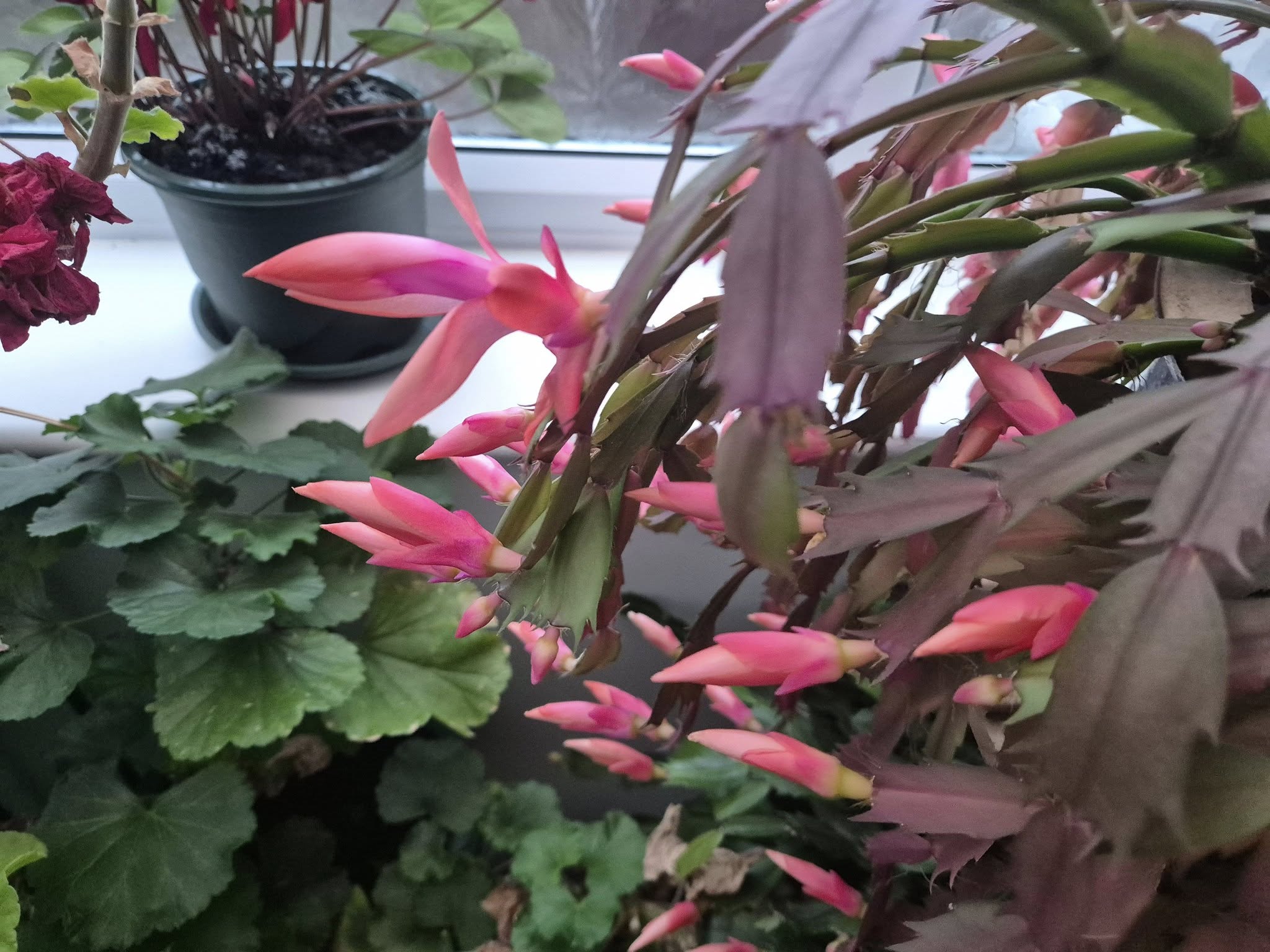 Bristol Black Carers