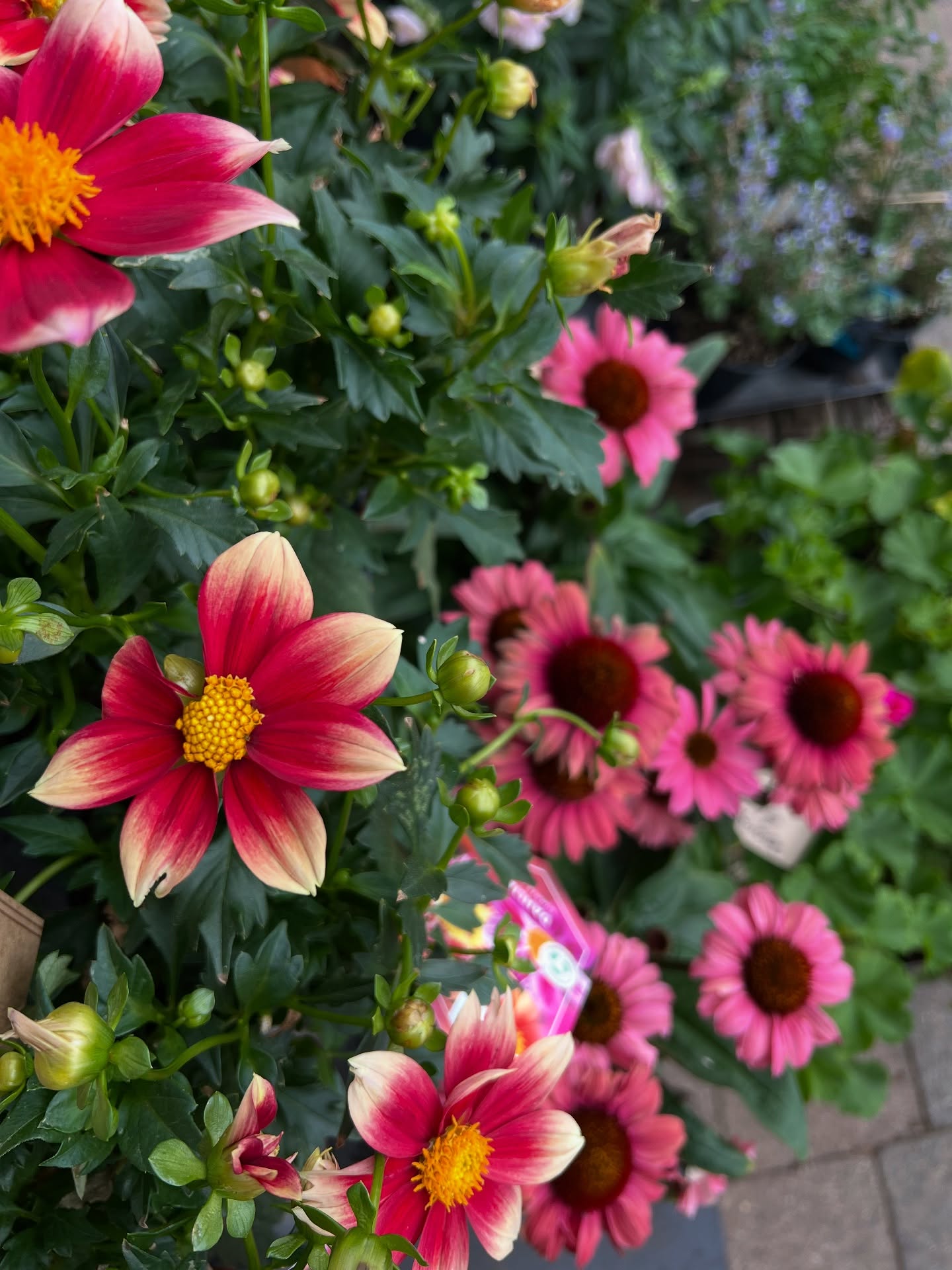 The Flower Boutique