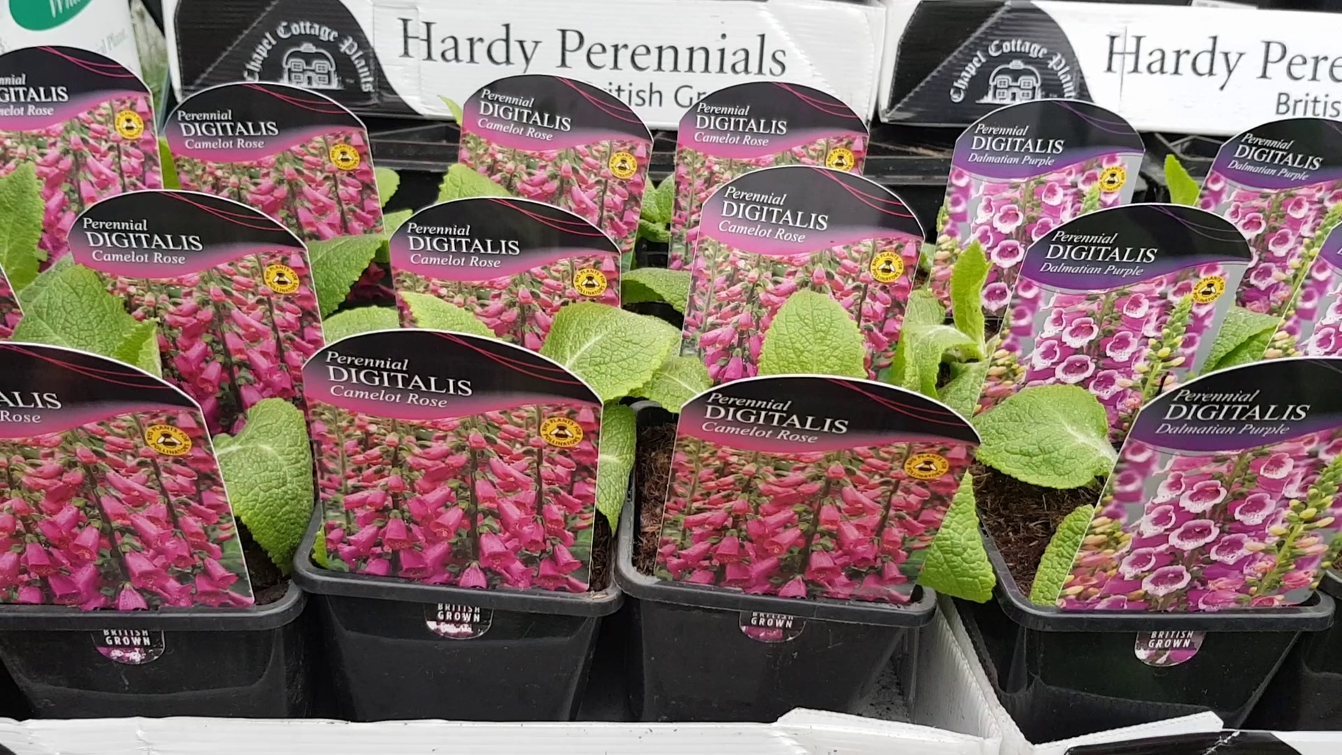 Buckingham Nurseries & Garden Centre