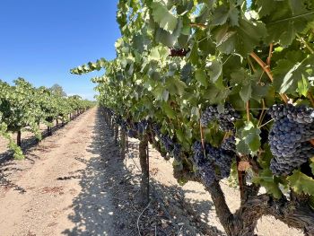 Heritage Oak Winery Acampo