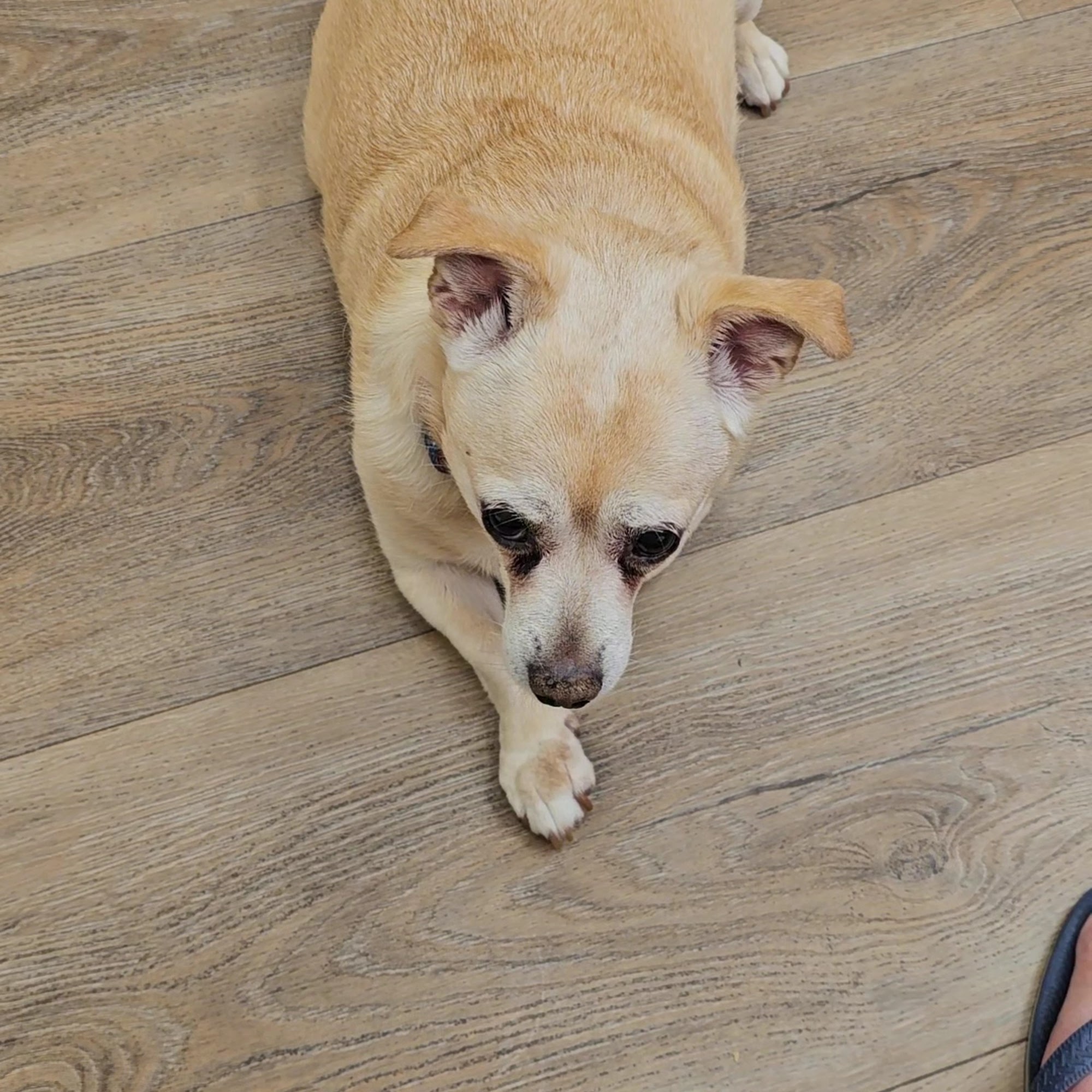 Acton Veterinary Clinic Acton