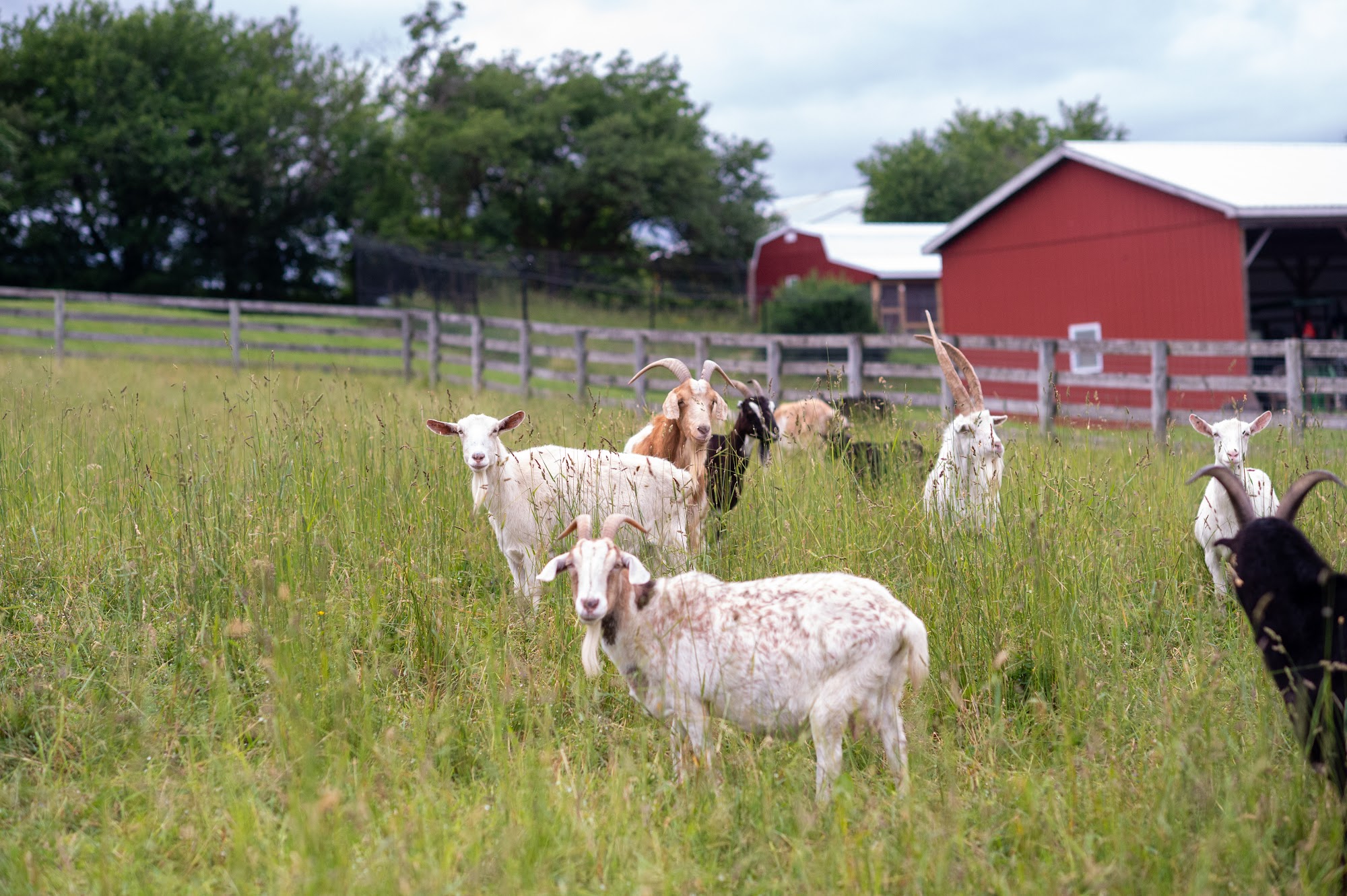 Farm Sanctuary Acton