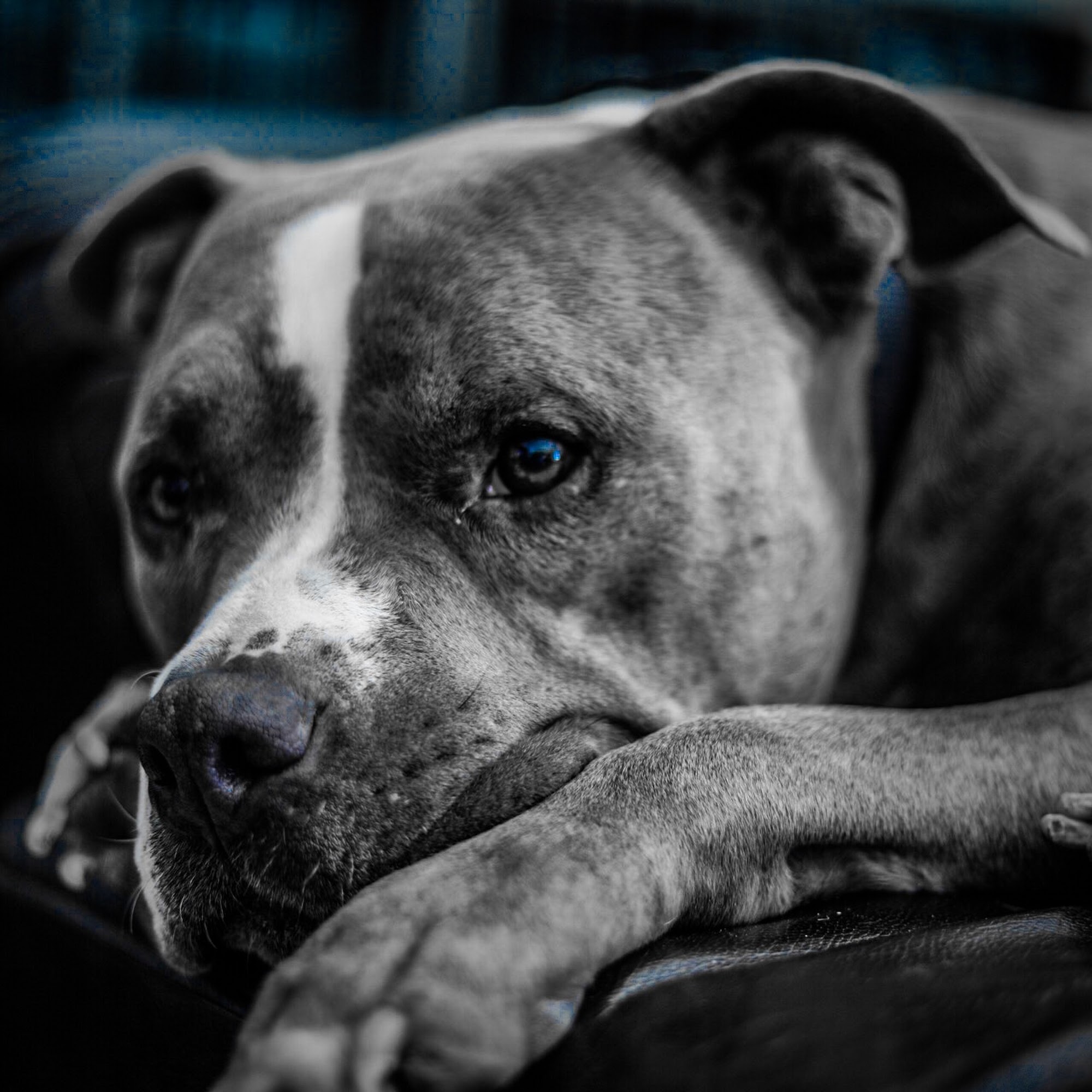 K9 Intuition Dog Training