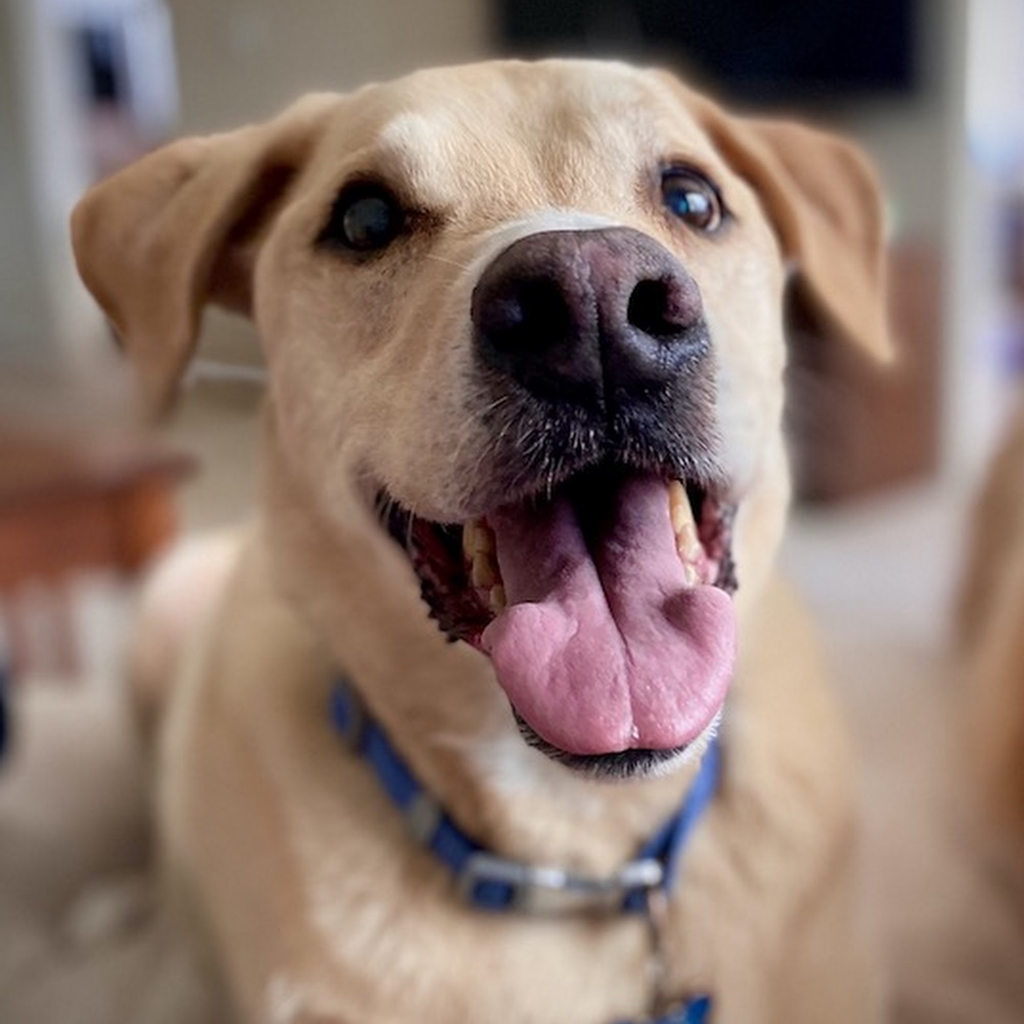 Veterinary Angels Medical Center Agoura Hills