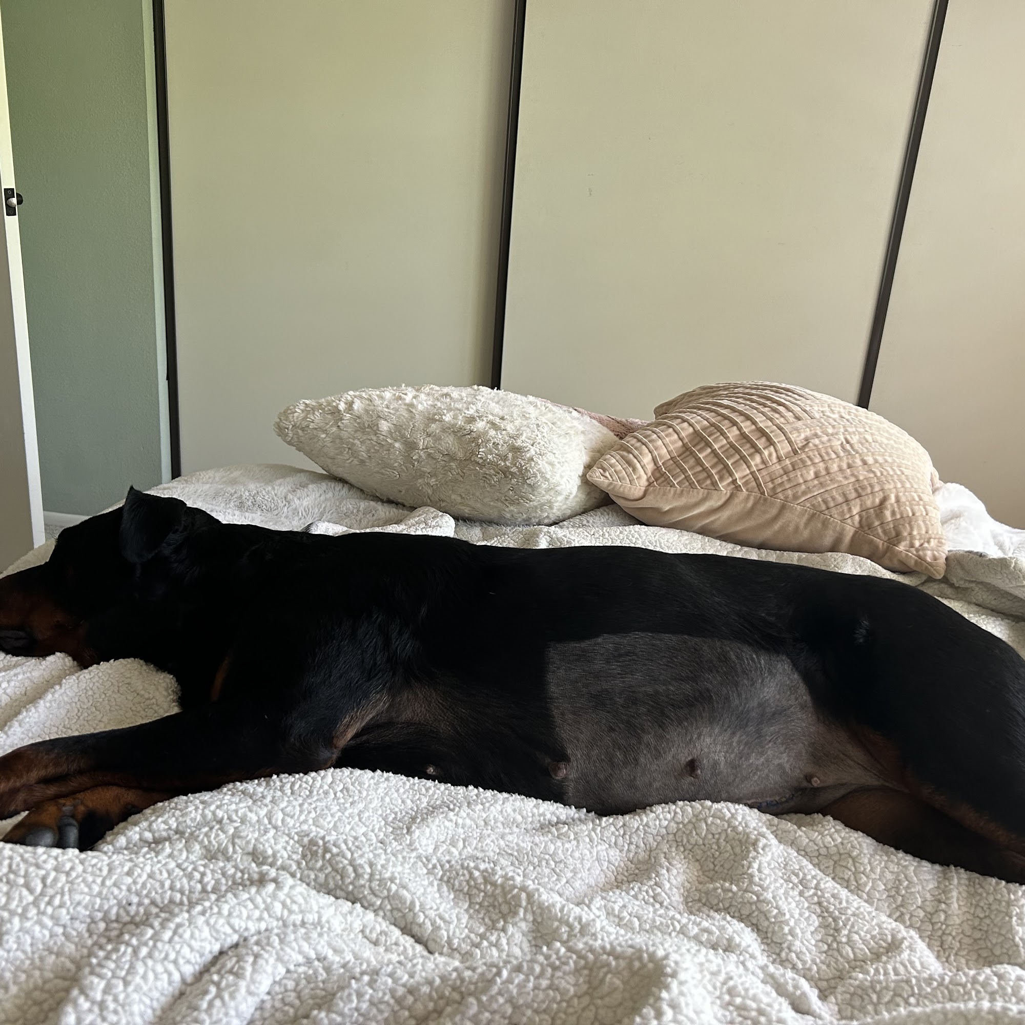 Agoura Animal Clinic Agoura Hills