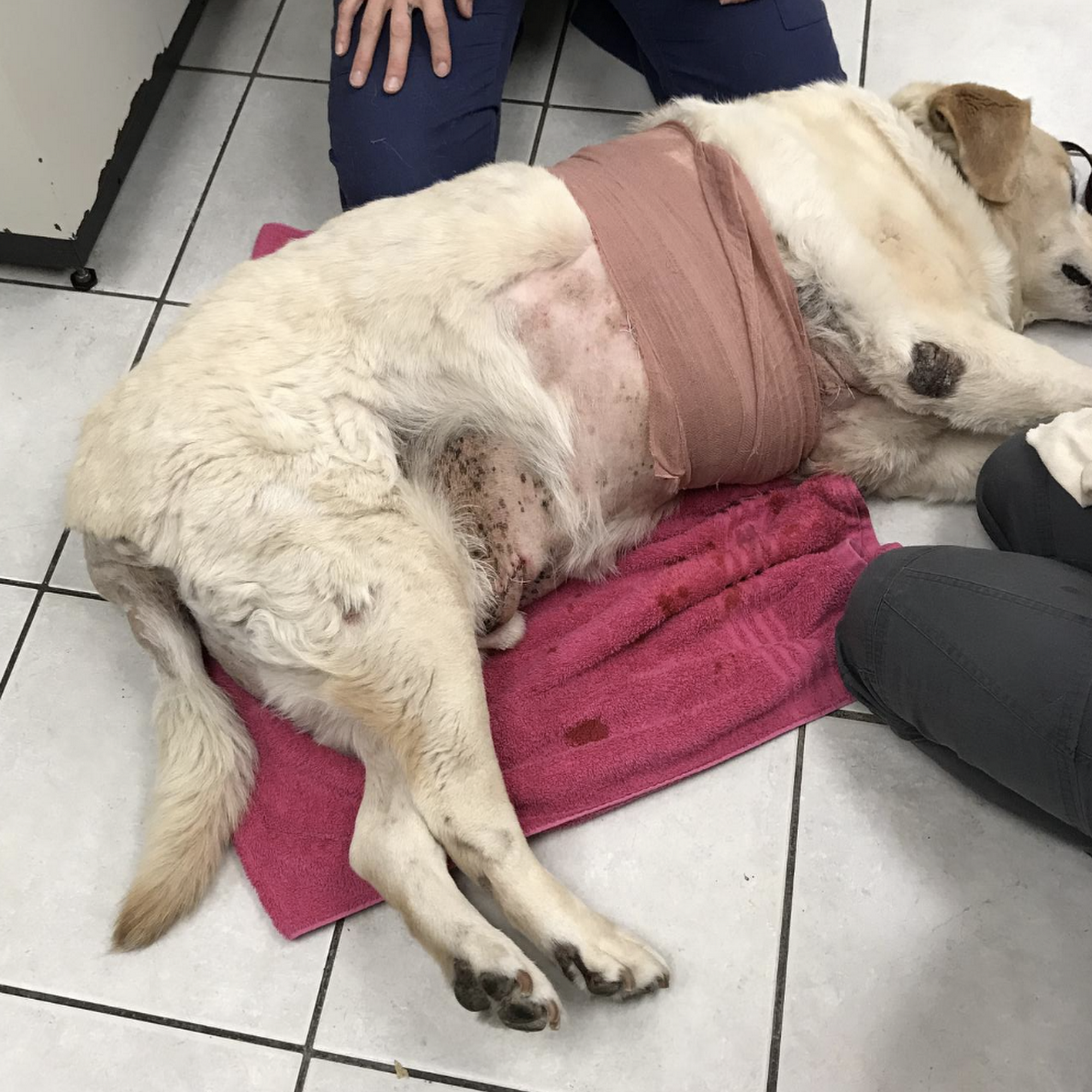 Agoura Hills Animal Hospital Agoura Hills