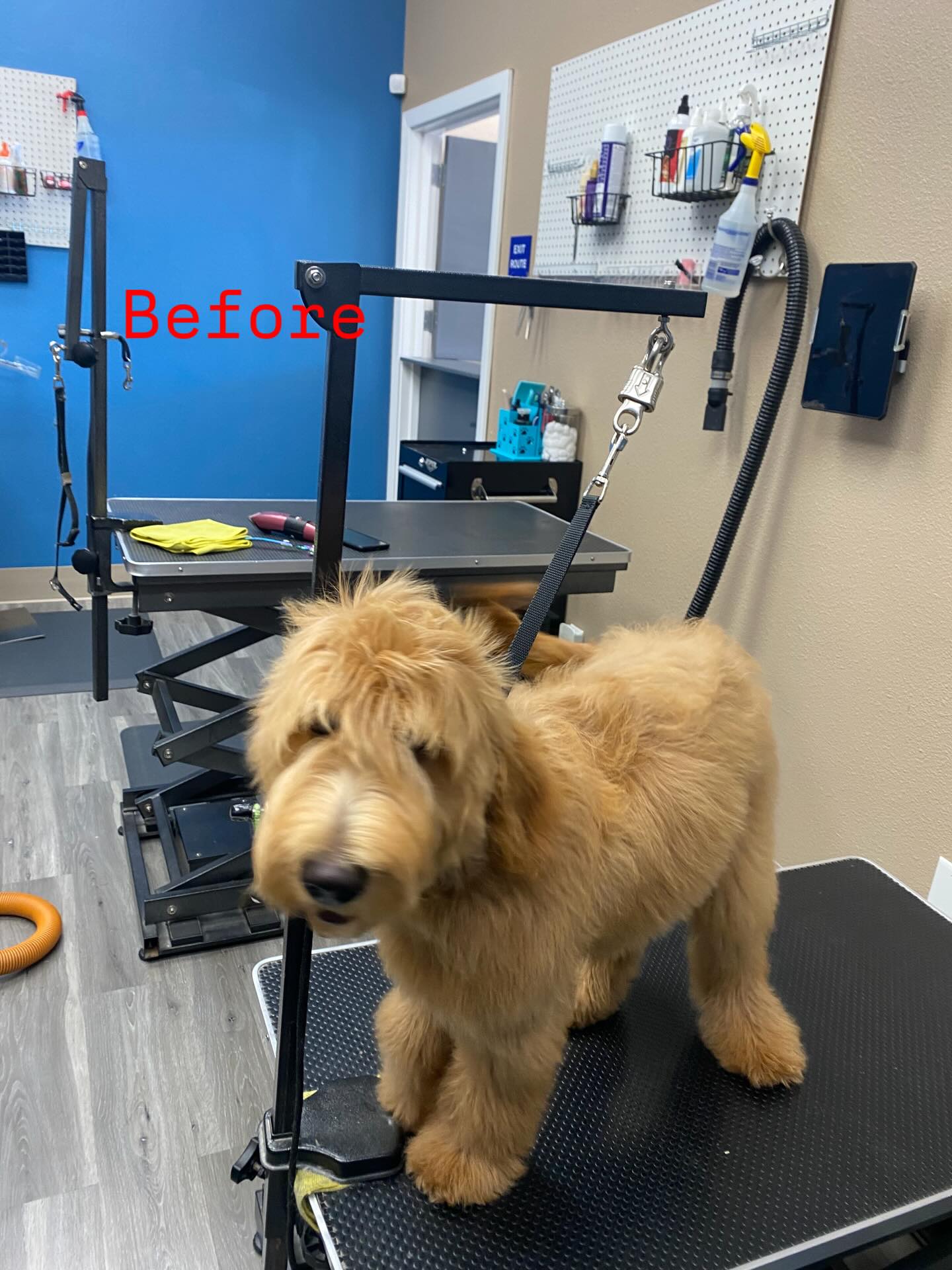 Swaggs Pet Grooming Spa Agoura Hills