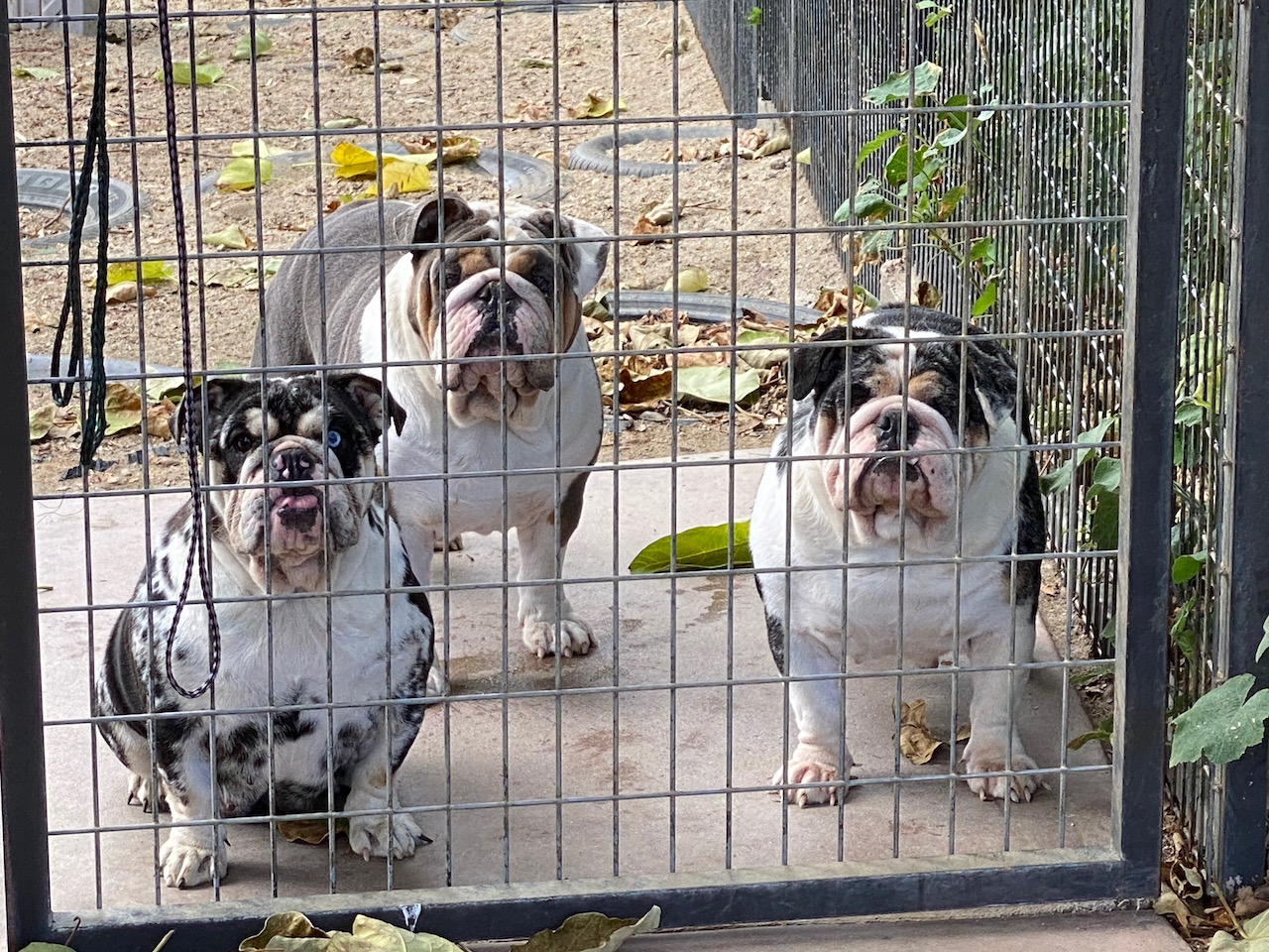 Aguanga Dog Boarding - Pawsnclaws, Inc. Aguanga