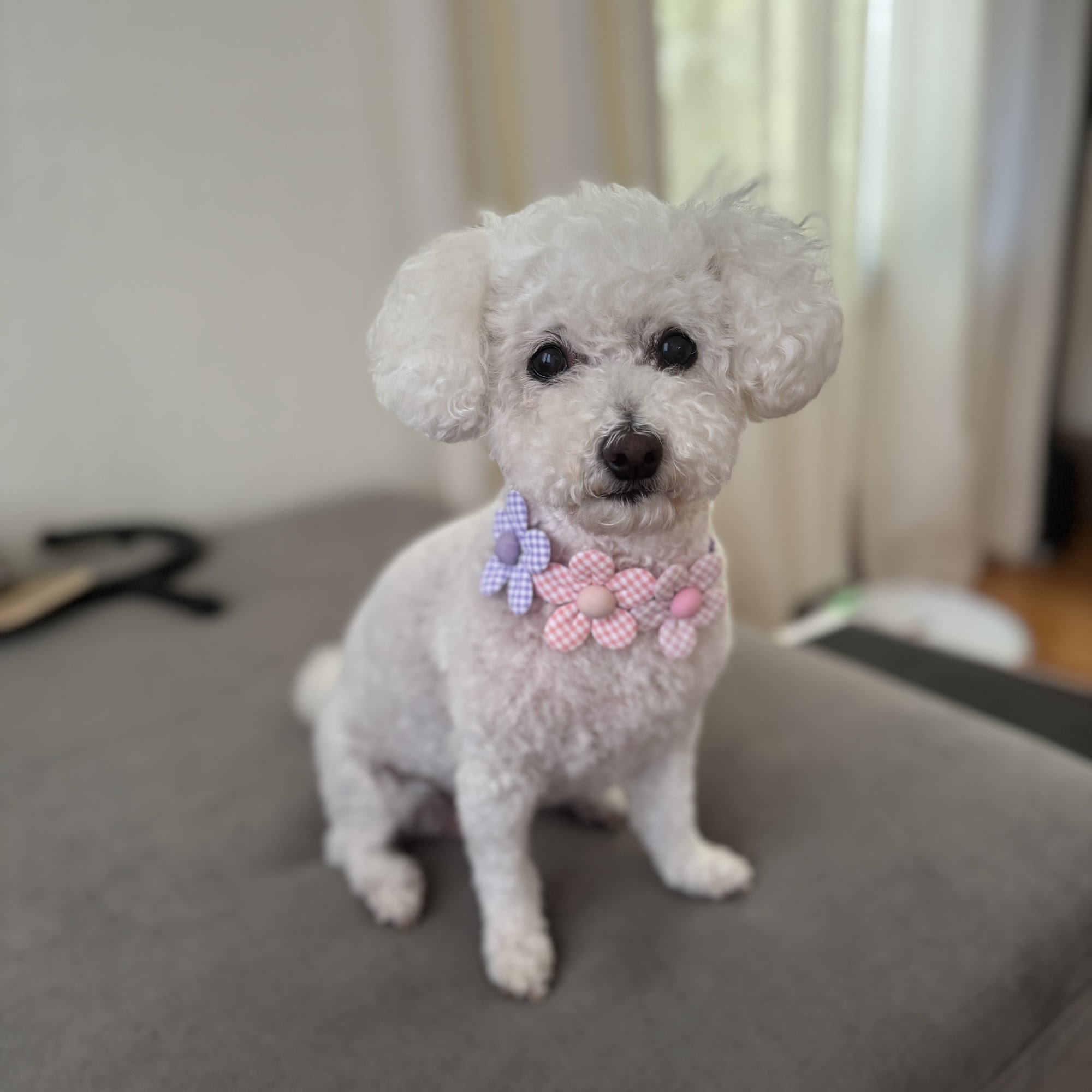 Under One Woof Alameda