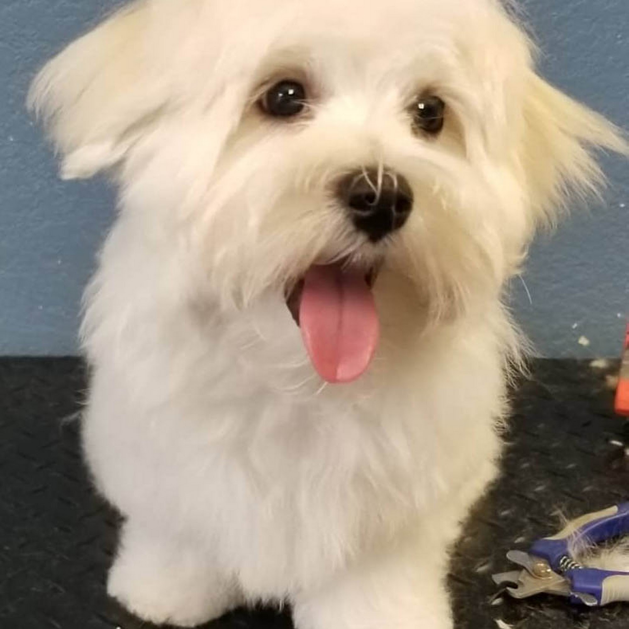 Auntie M's Paw Spa Alamo Alamo