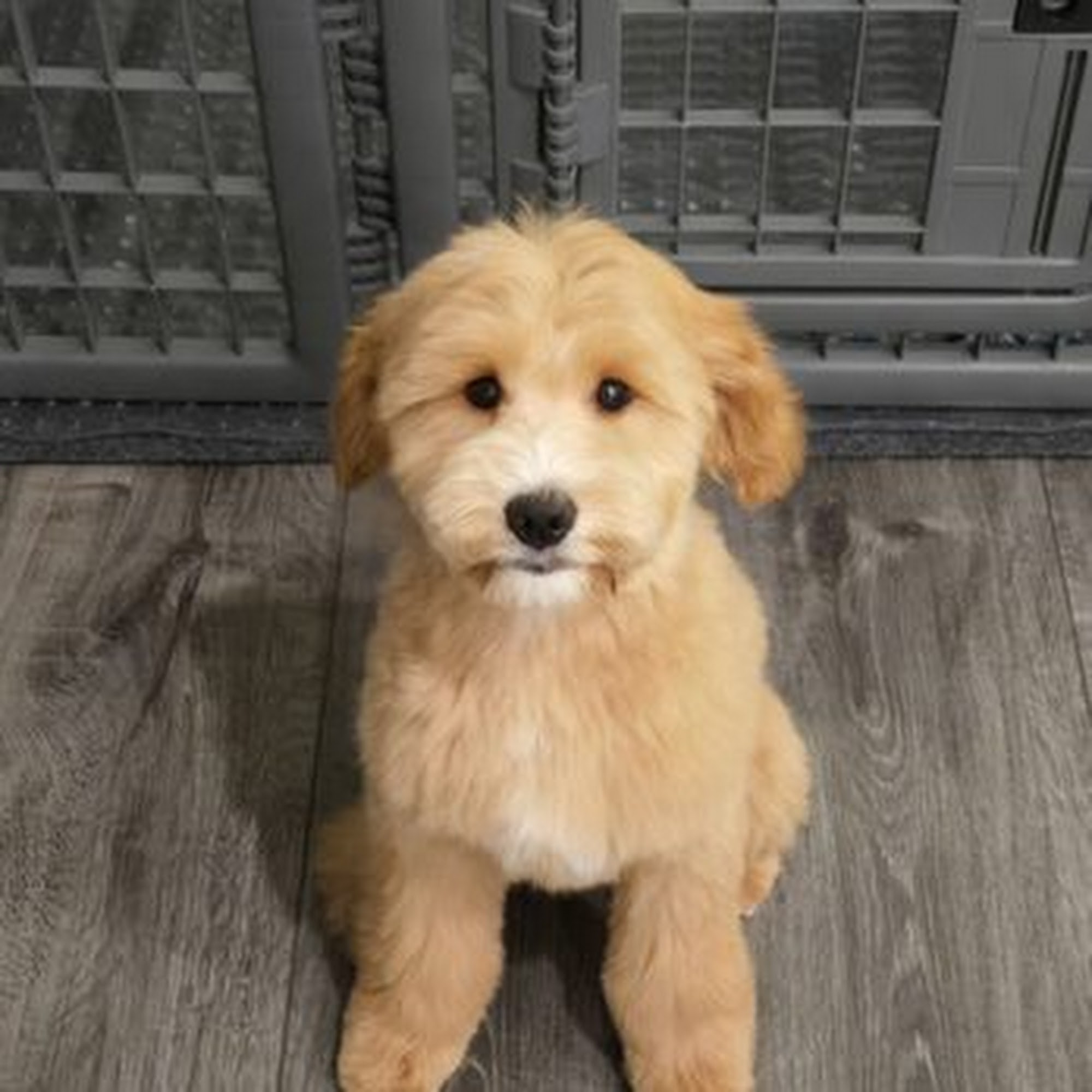 Dog's Best Friend & The Cat's Meow Albany