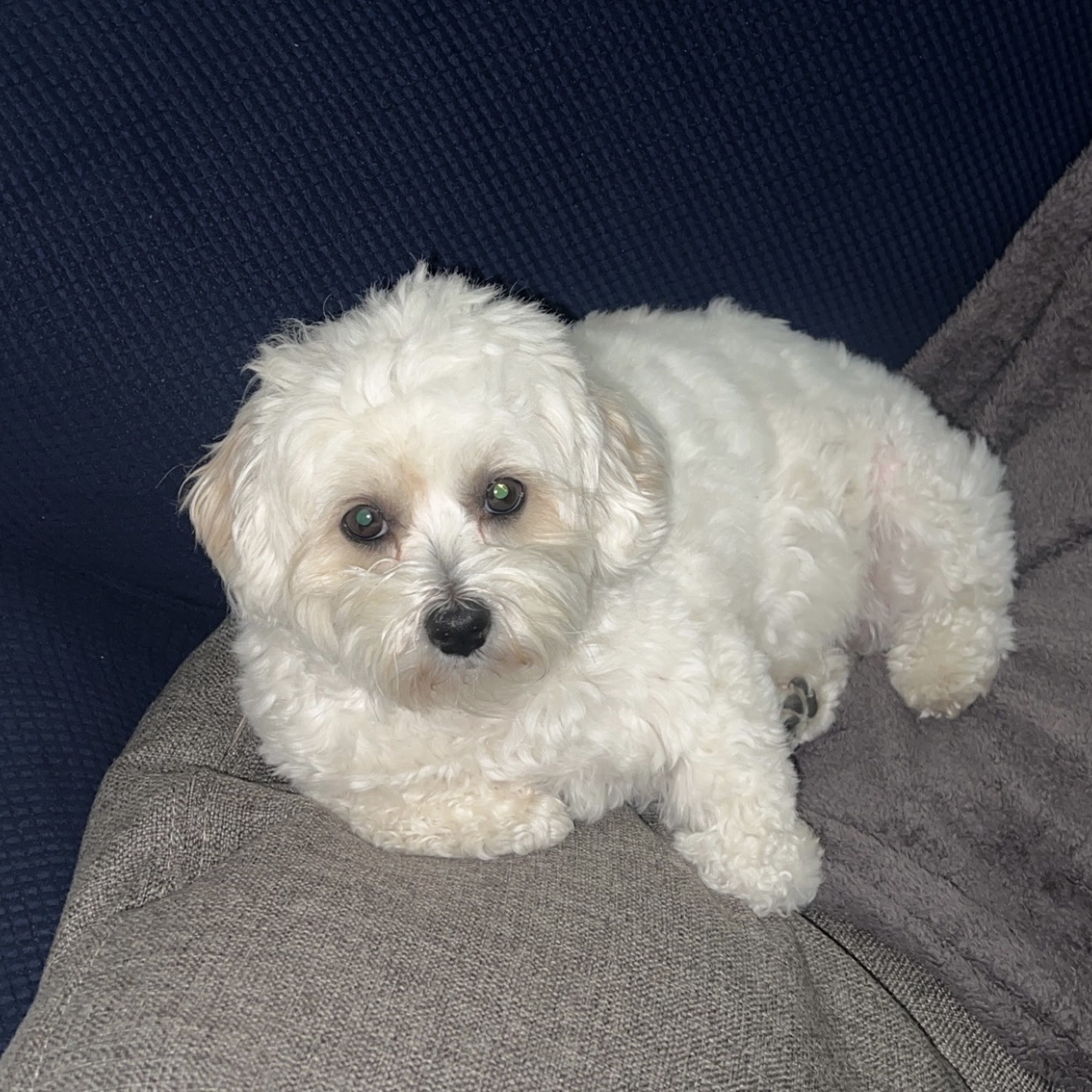 Kutz For Mutz Dog Grooming Albany