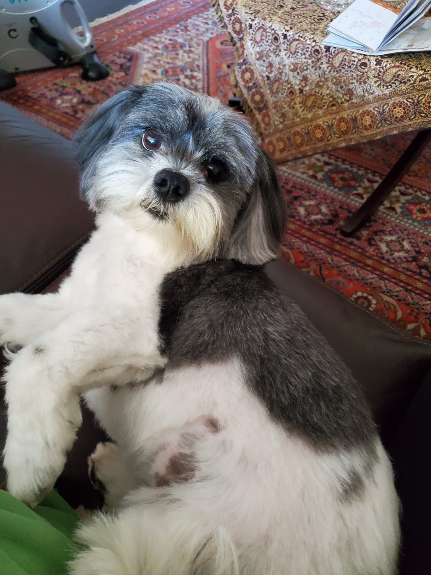 Kutz For Mutz Dog Grooming Albany