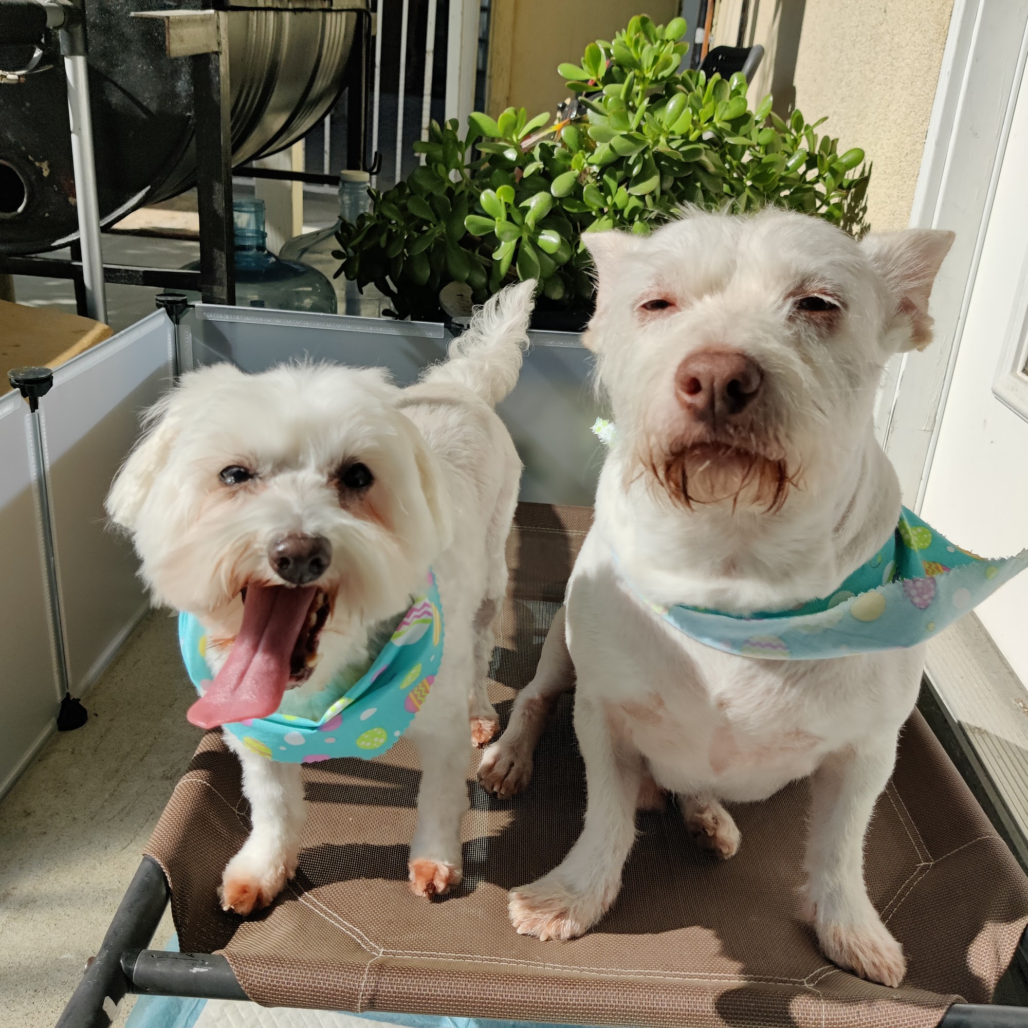 Happy Paws Grooming Alhambra