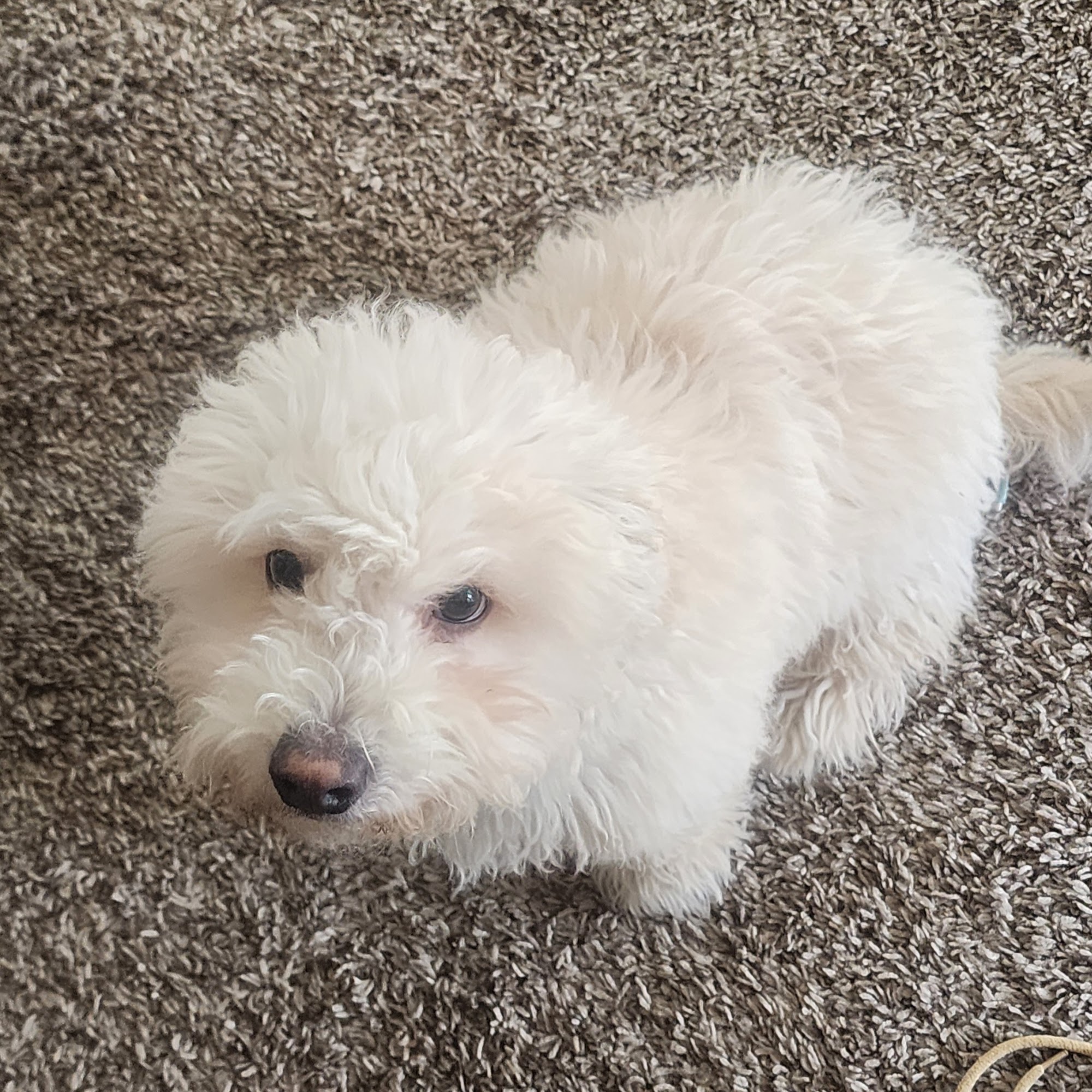 Moochi Dog Salon & Supply Alhambra