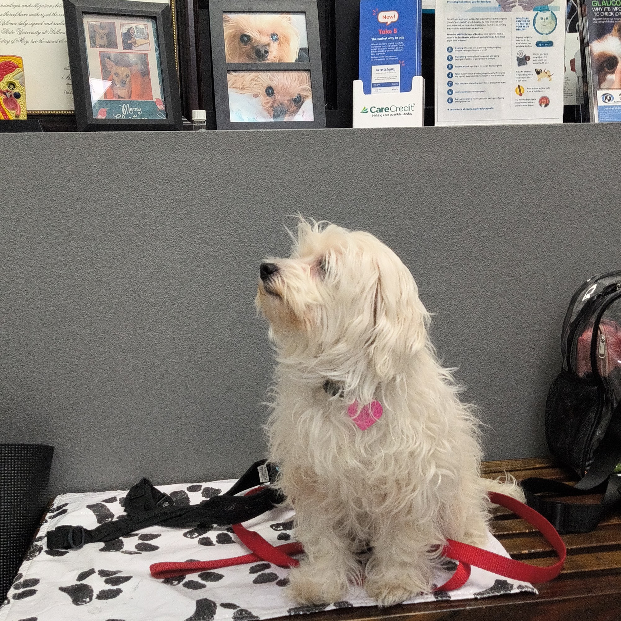 Veterinary Eye Clinic Alhambra Alhambra