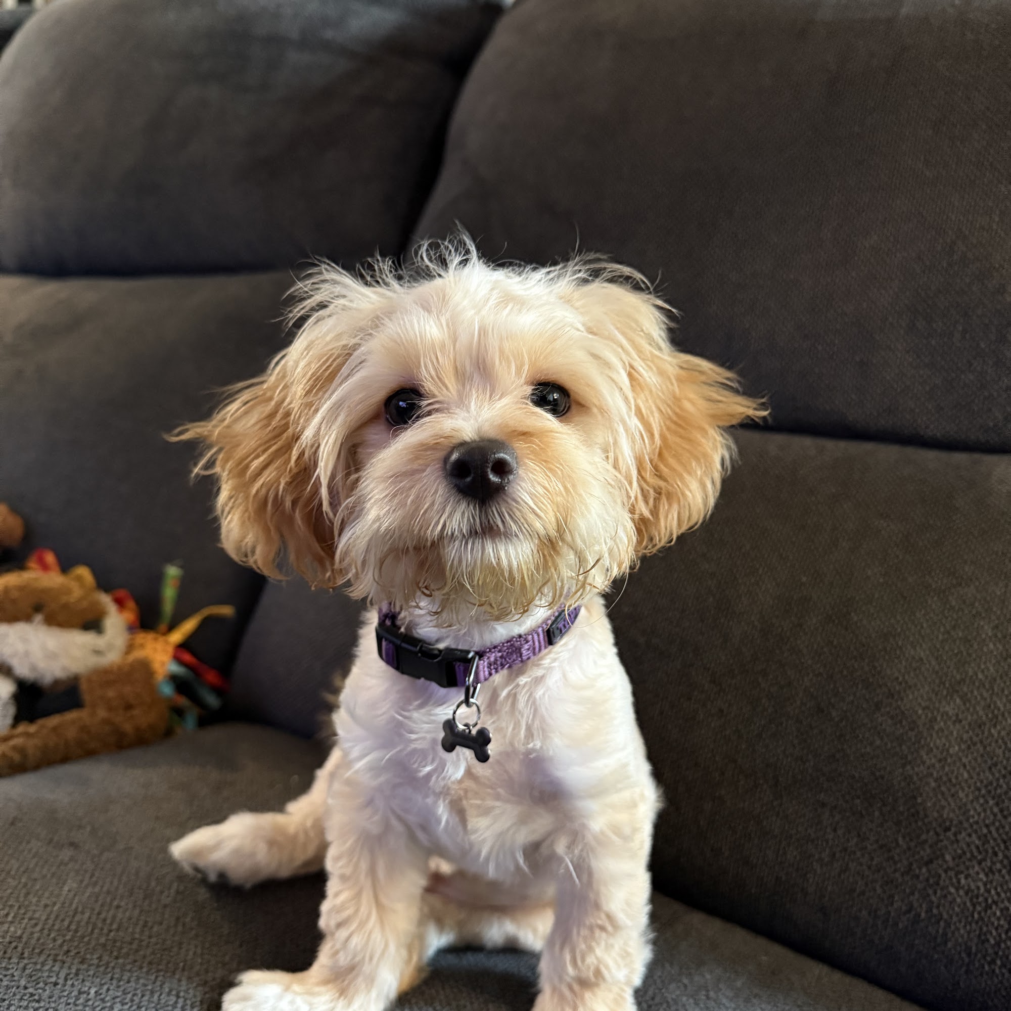 Charlys Pet World - Pet Store & Pet Grooming in Alhambra