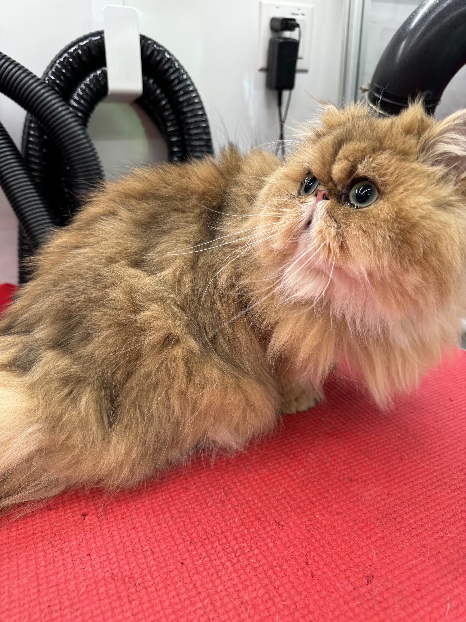 Neli Pet Aliso Viejo