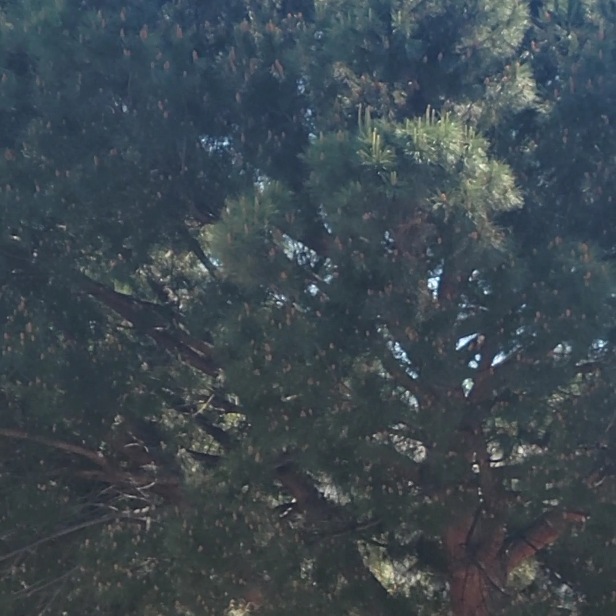 Alpine Tavern and Grill Alpine