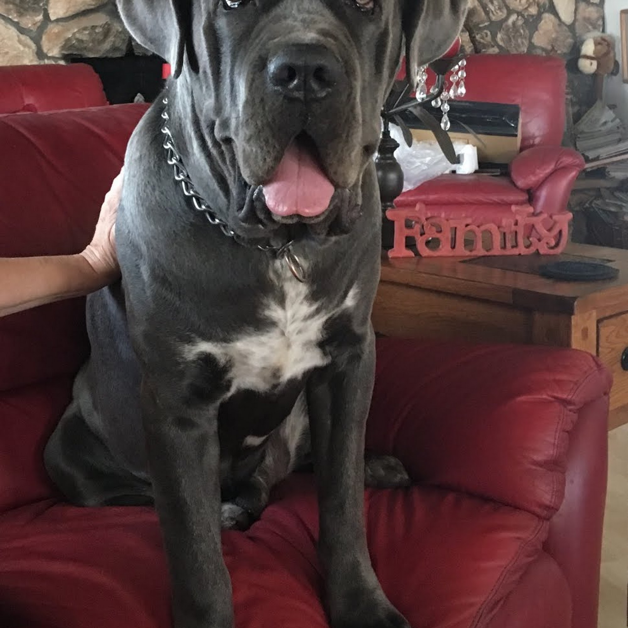 Country Pet Hospital Alpine