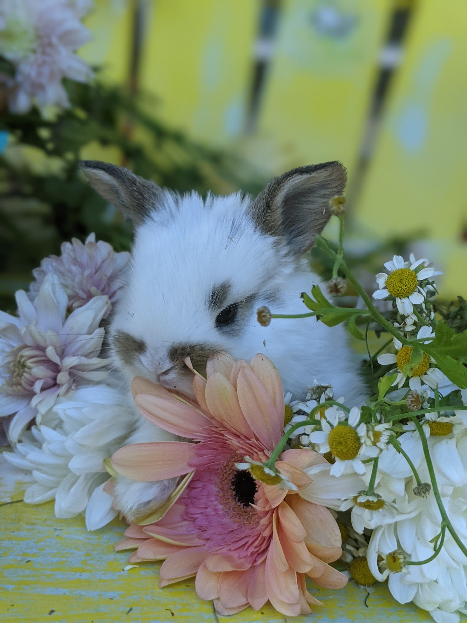 Alpine Rabbitry and more.. Alpine