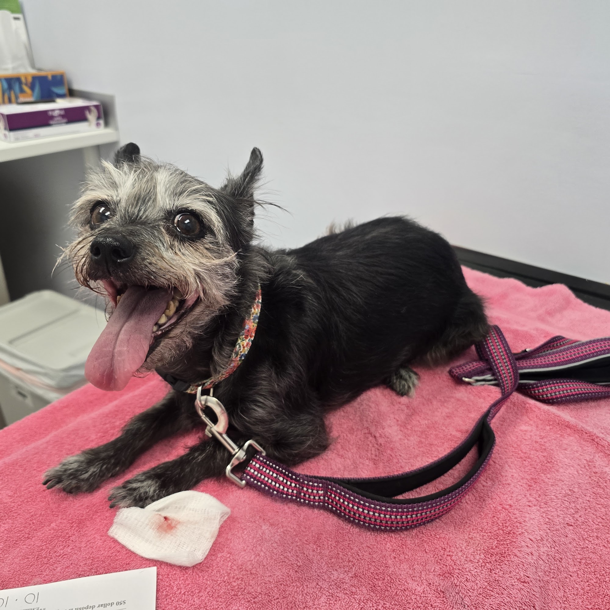 Archibald Pet Hospital Alta Loma