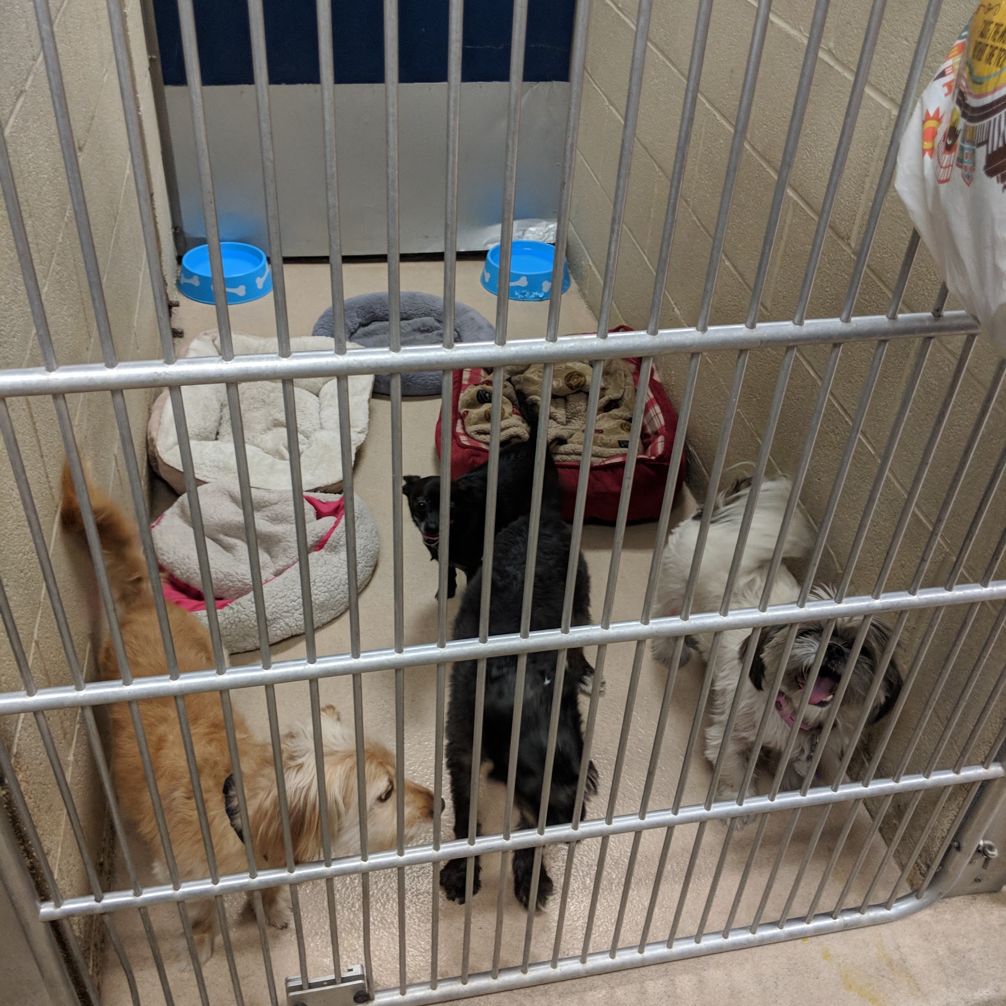 country waggin resort and grooming Alta Loma