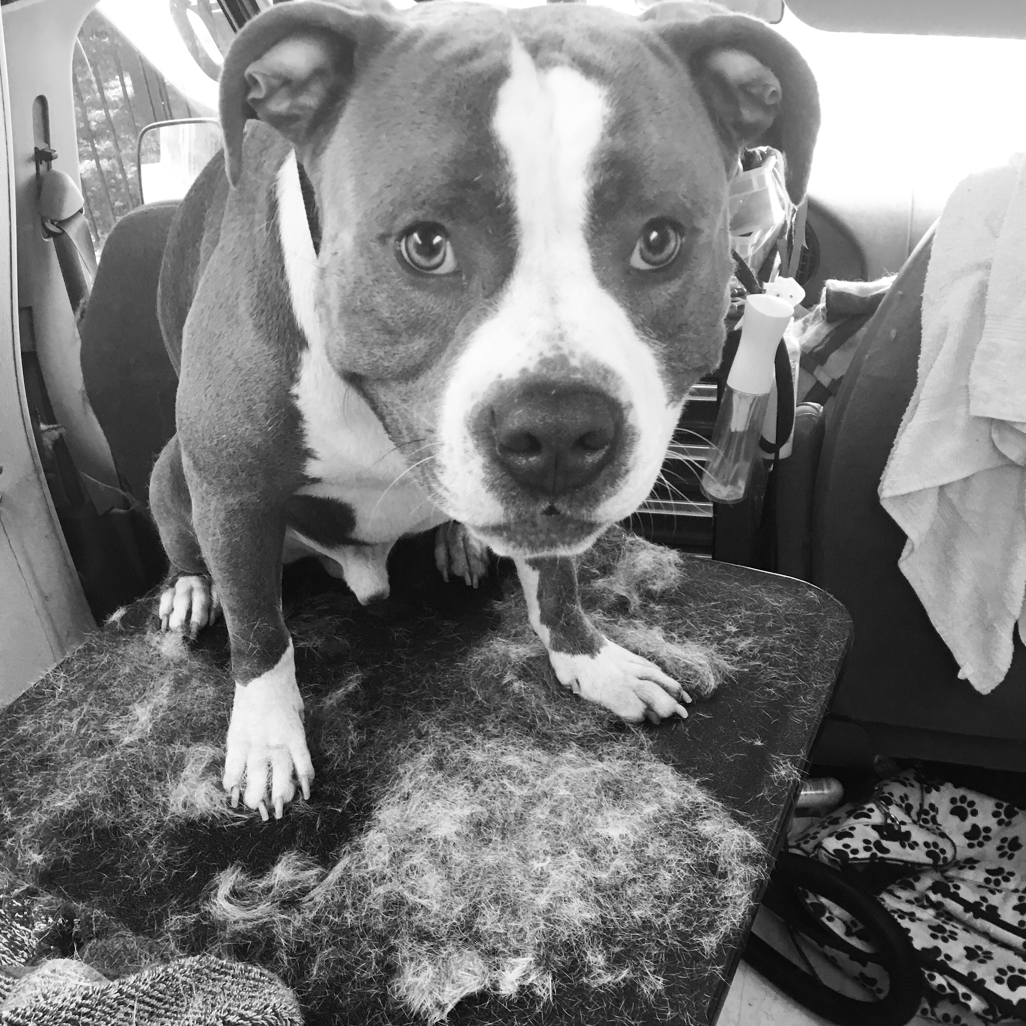 The Soggie Doggie & Company Mobile Pet Grooming Alta Loma