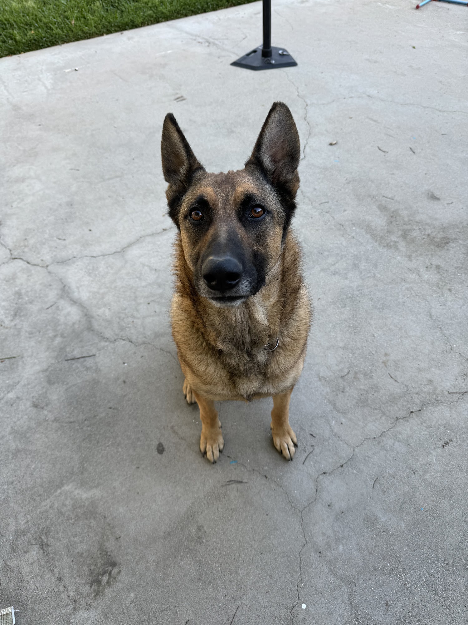 Altadena Pet Hospital Altadena