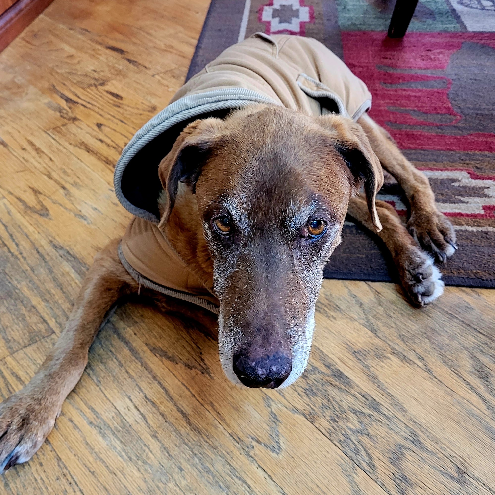 Modoc Veterinary Center Alturas