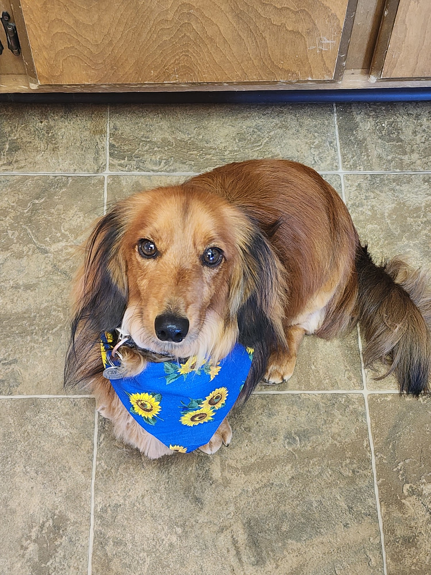 Carey's Grooming Alturas