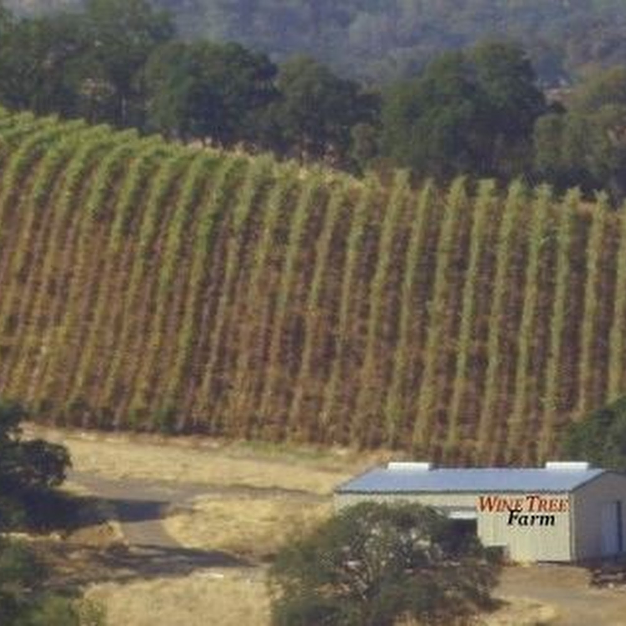 Wine Tree Farm & Corinne Wines Amador City