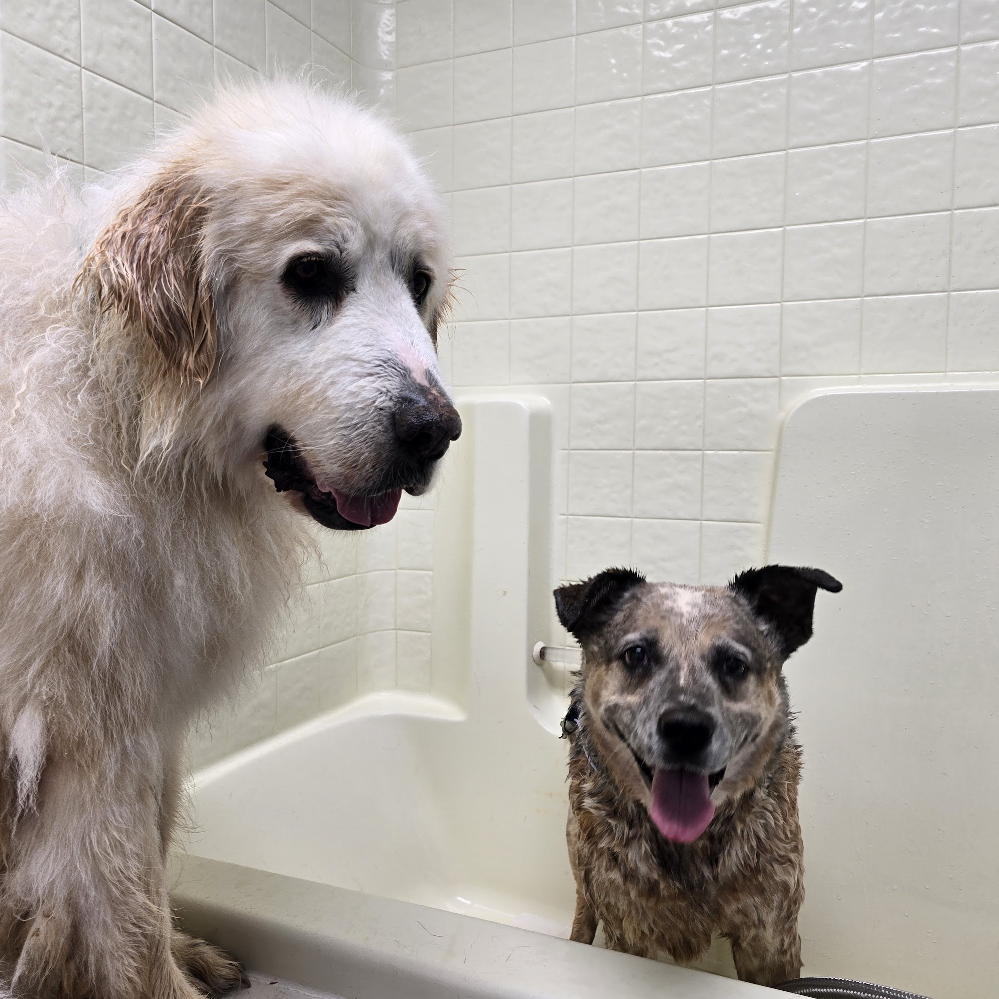 Rub-A-Dub Dog Bath American Canyon