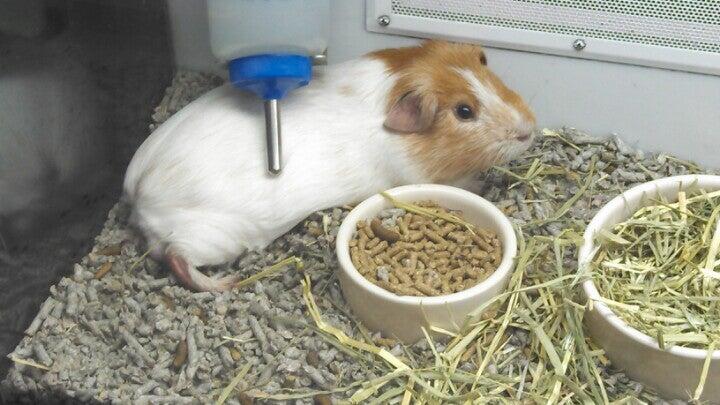 Petco Dog Training Anaheim