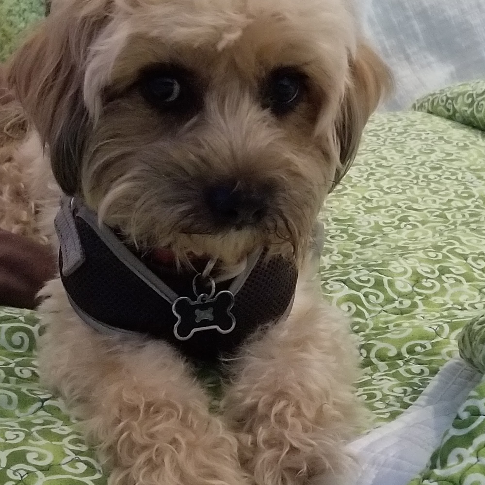 Petco Dog Training Anaheim