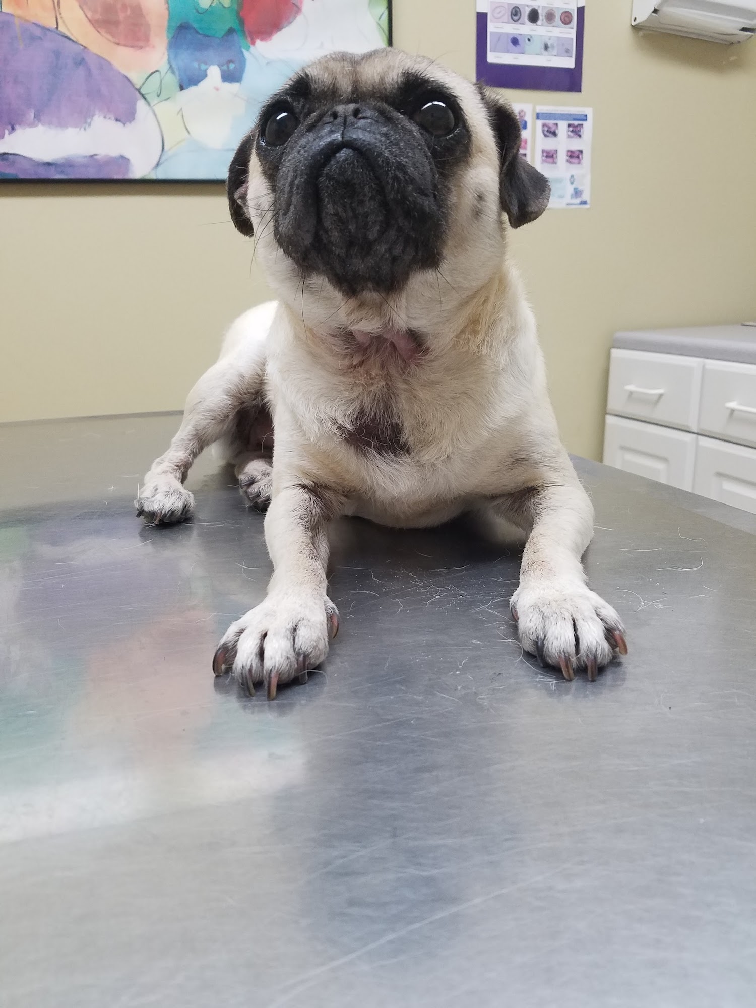 Katella Animal Clinic Anaheim