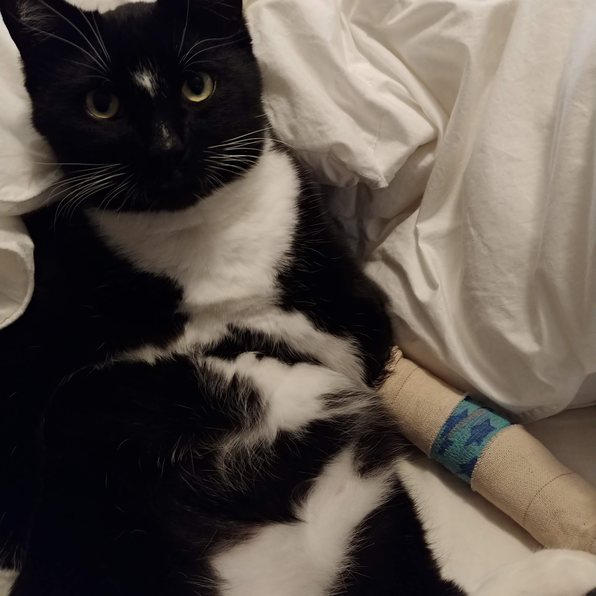 University Veterinary Center Anaheim