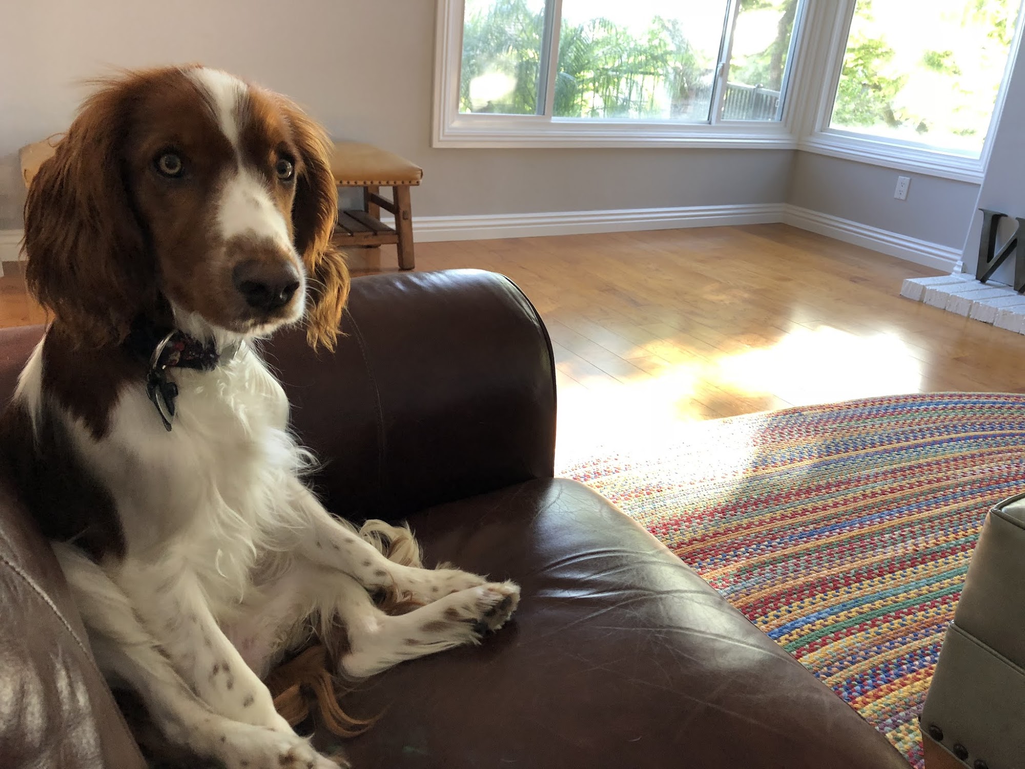 Dogtopia of Anaheim Hills Anaheim