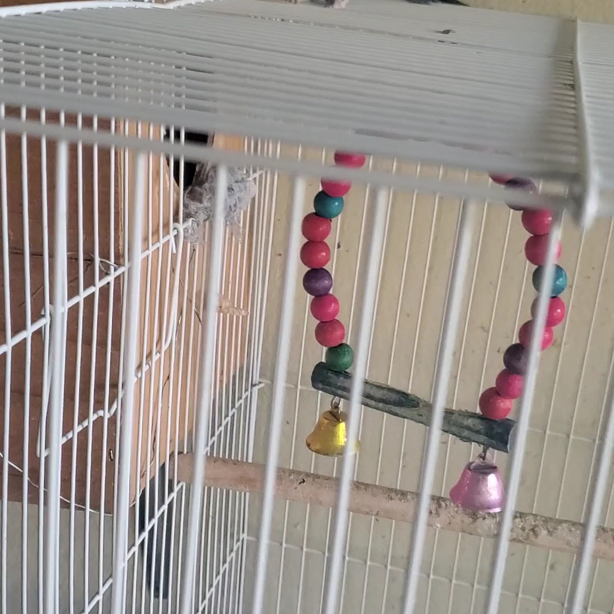 Jedds Bird Supplies Anaheim