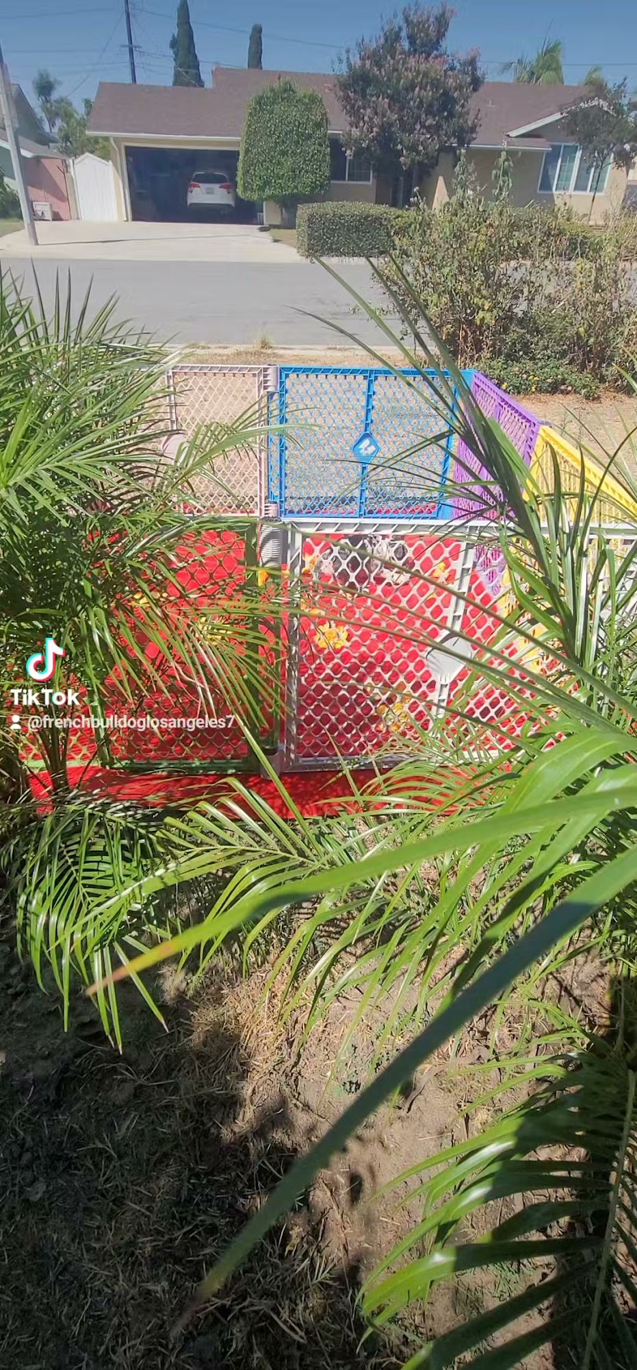 French Bulldog Los Angeles Anaheim